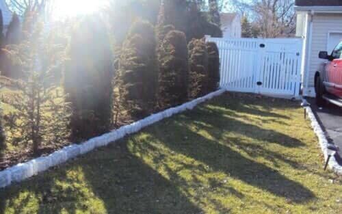 Lush green lawn with tall evergreens and a white picket fence on a sunny day.