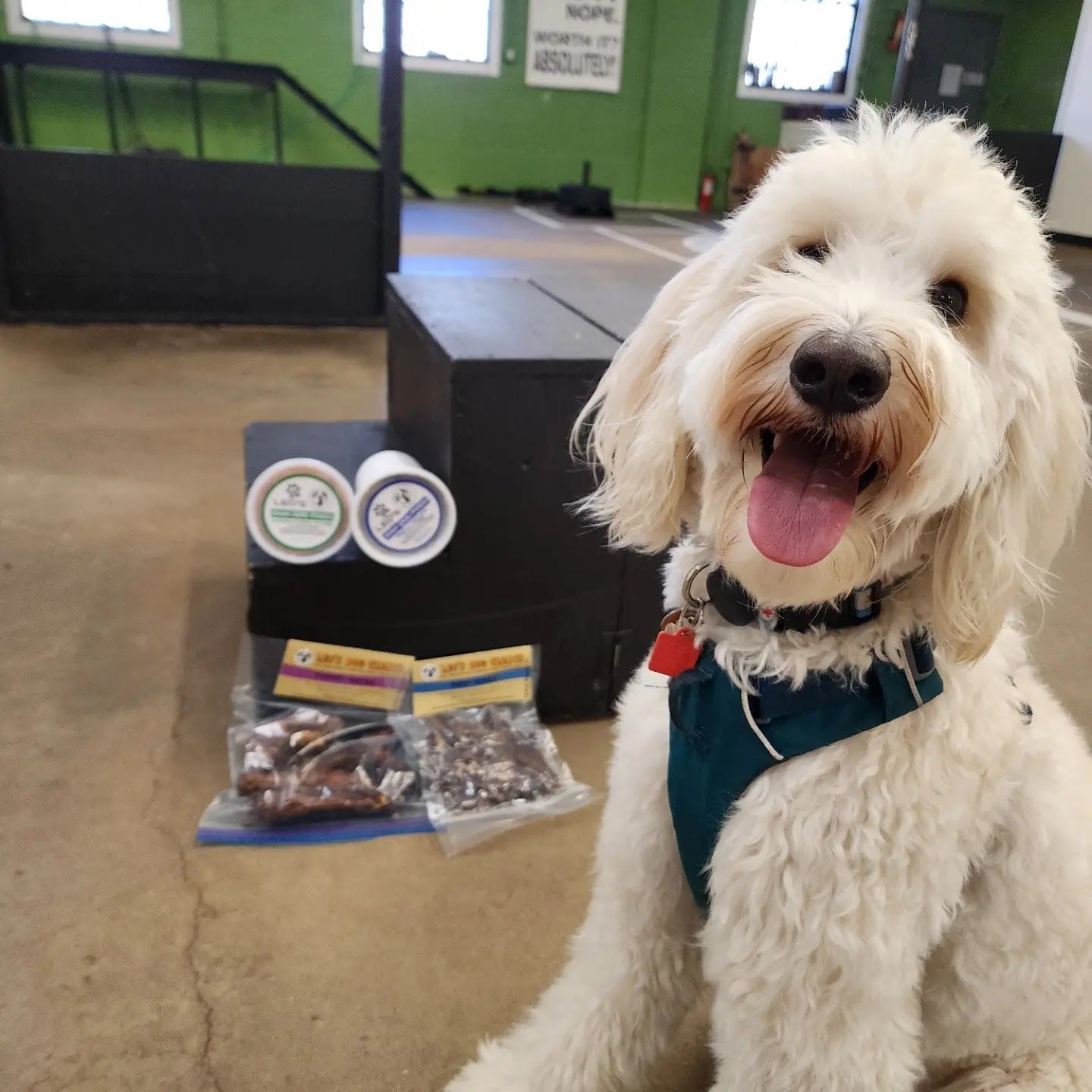 Smiling, cream-colored Goldendoodle with treats, sitting in front of a black box indoors.
