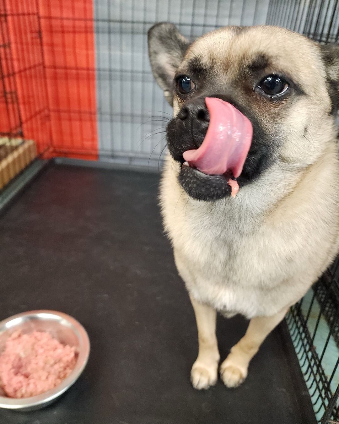 Tan dog licking its nose near a food bowl in a crate.