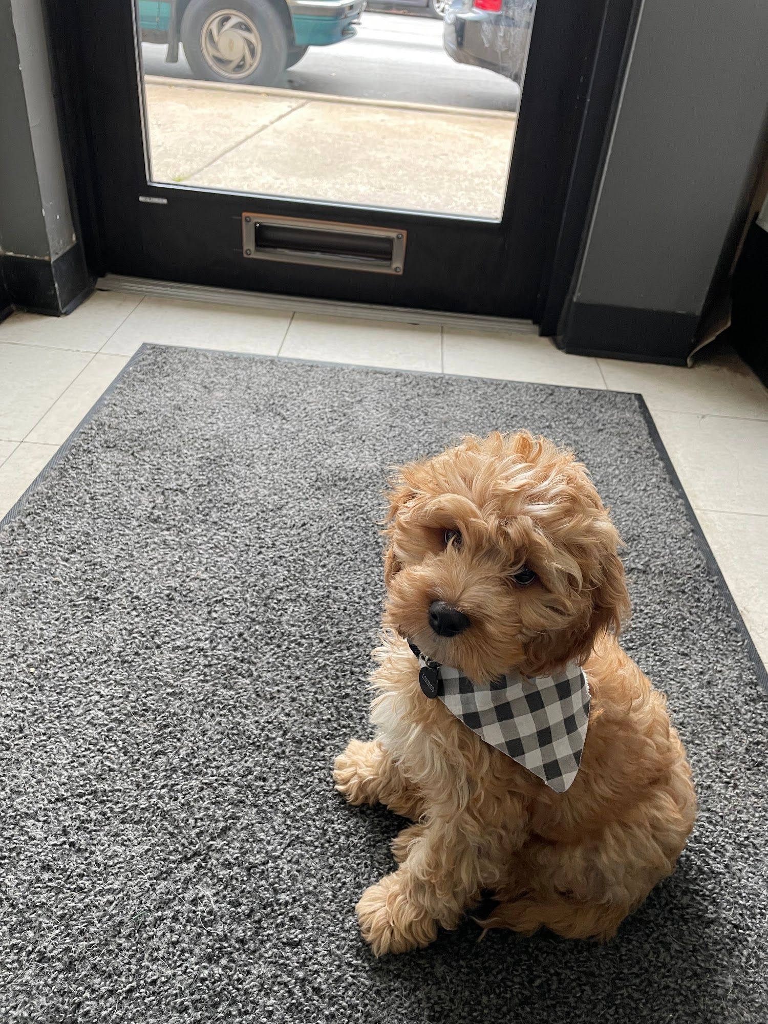 A small, tan-colored dog with a checkered bandana sits on a grey rug near a doorway.