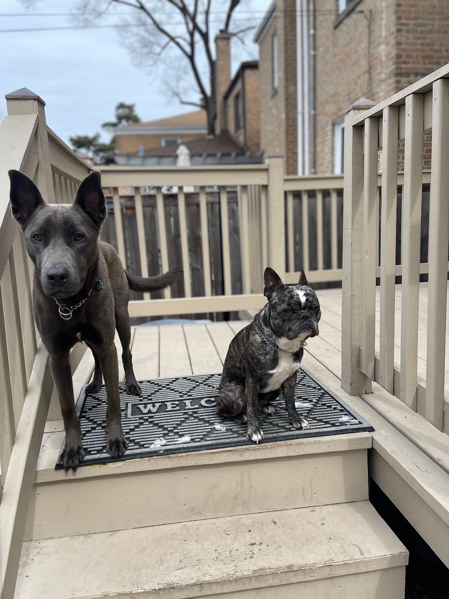 Two dogs on a wooden deck. Gray dog standing, black and white French bulldog sitting on a mat. Brick building in background.