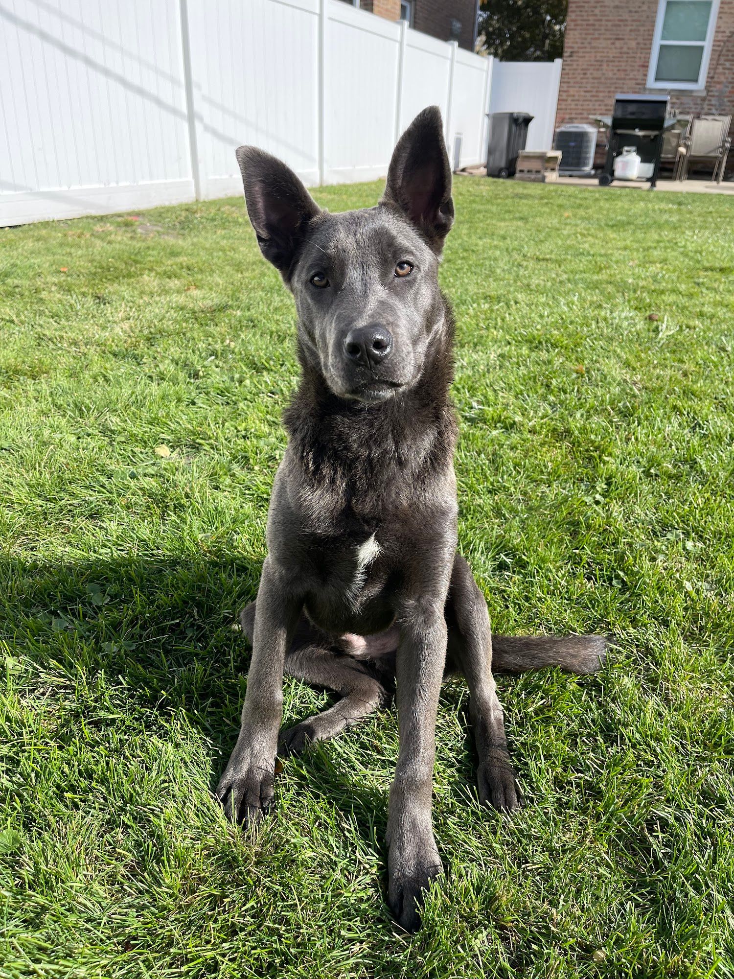Dog sitting on grass, dark grey fur, attentive gaze. White fence and brick building background.