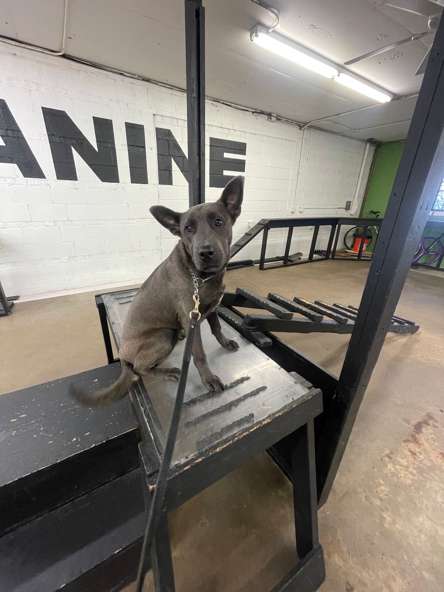 A blue dog on a black agility platform, inside a building with a 