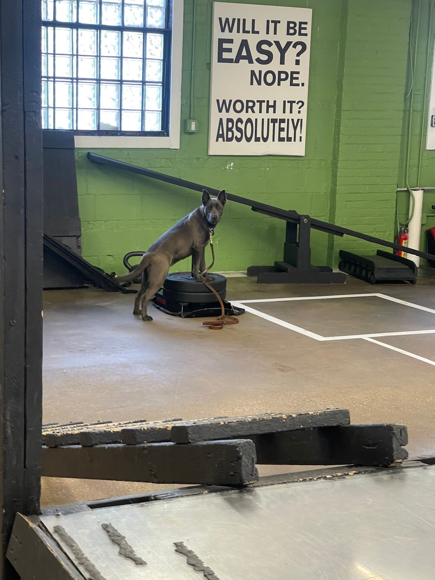 Dog on training equipment in a gym, with a sign reading “Will it be easy? Nope. Worth it? Absolutely!”