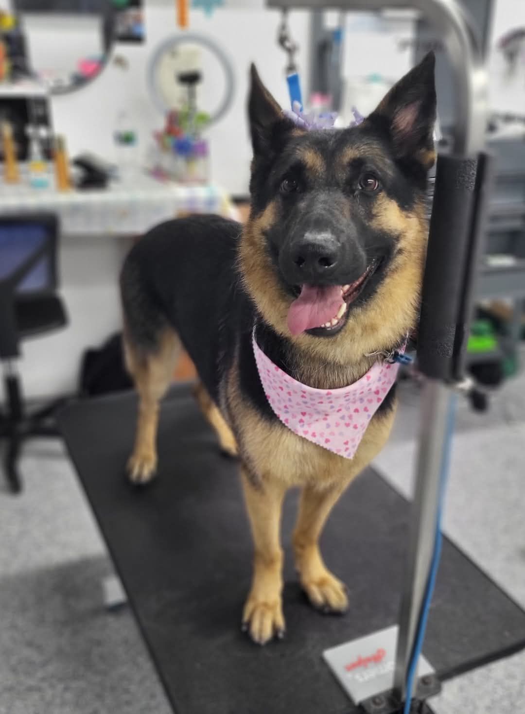 German Shepherd with a pink bandana smiles, standing on a grooming table.