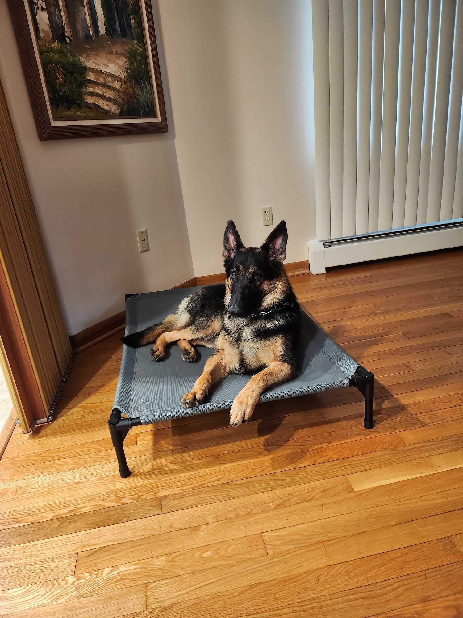 German Shepherd dog resting on a raised gray bed, in a room with wood floors.