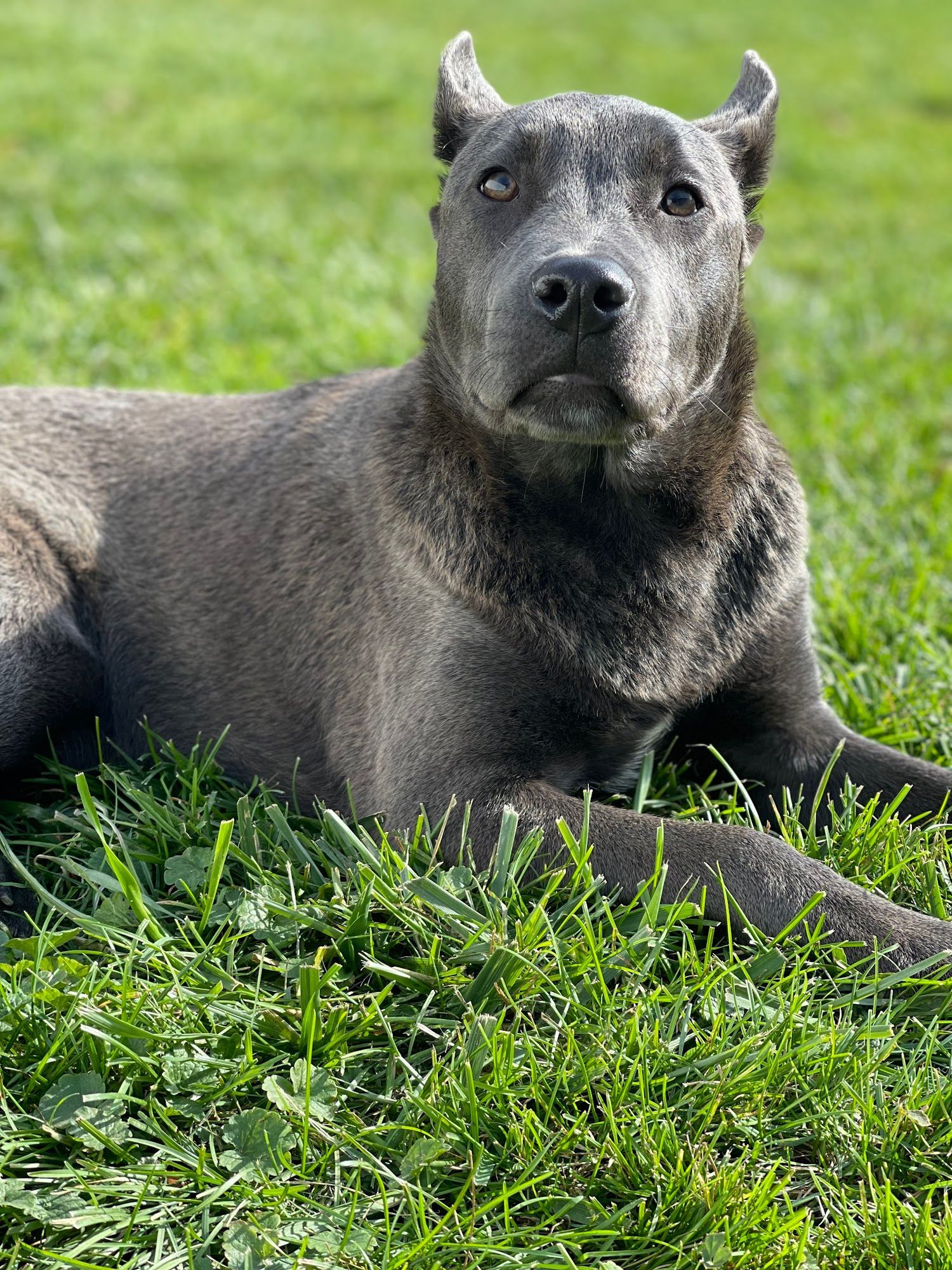 Gray dog with cropped ears lying in green grass.
