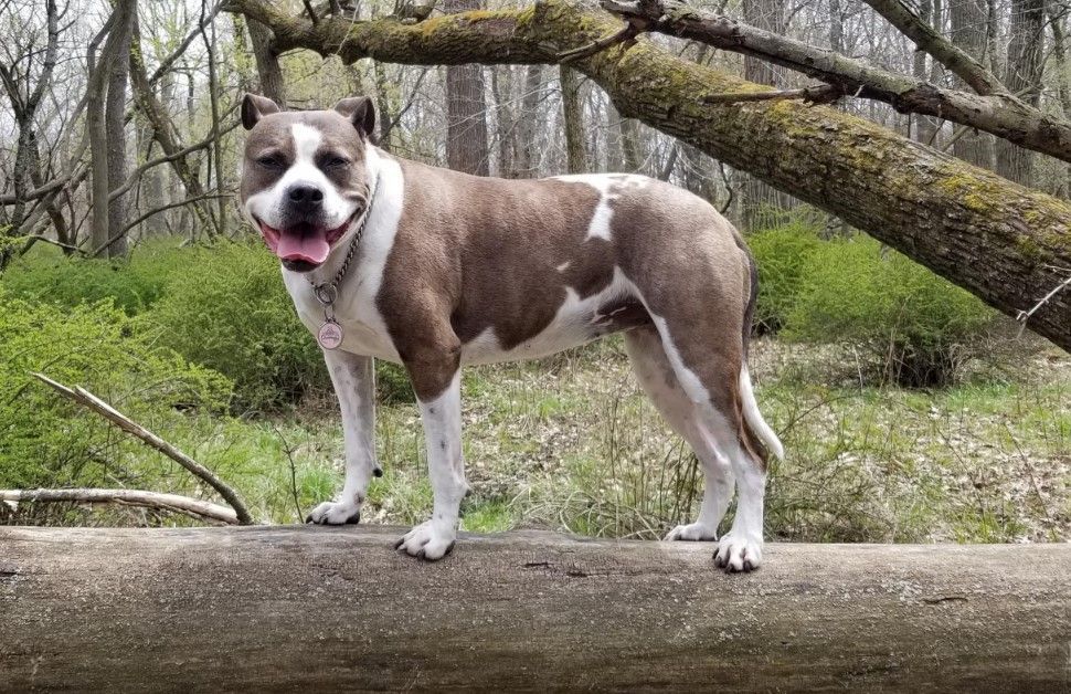 Dog with brown and white markings standing on a fallen log in a forest, tongue out.