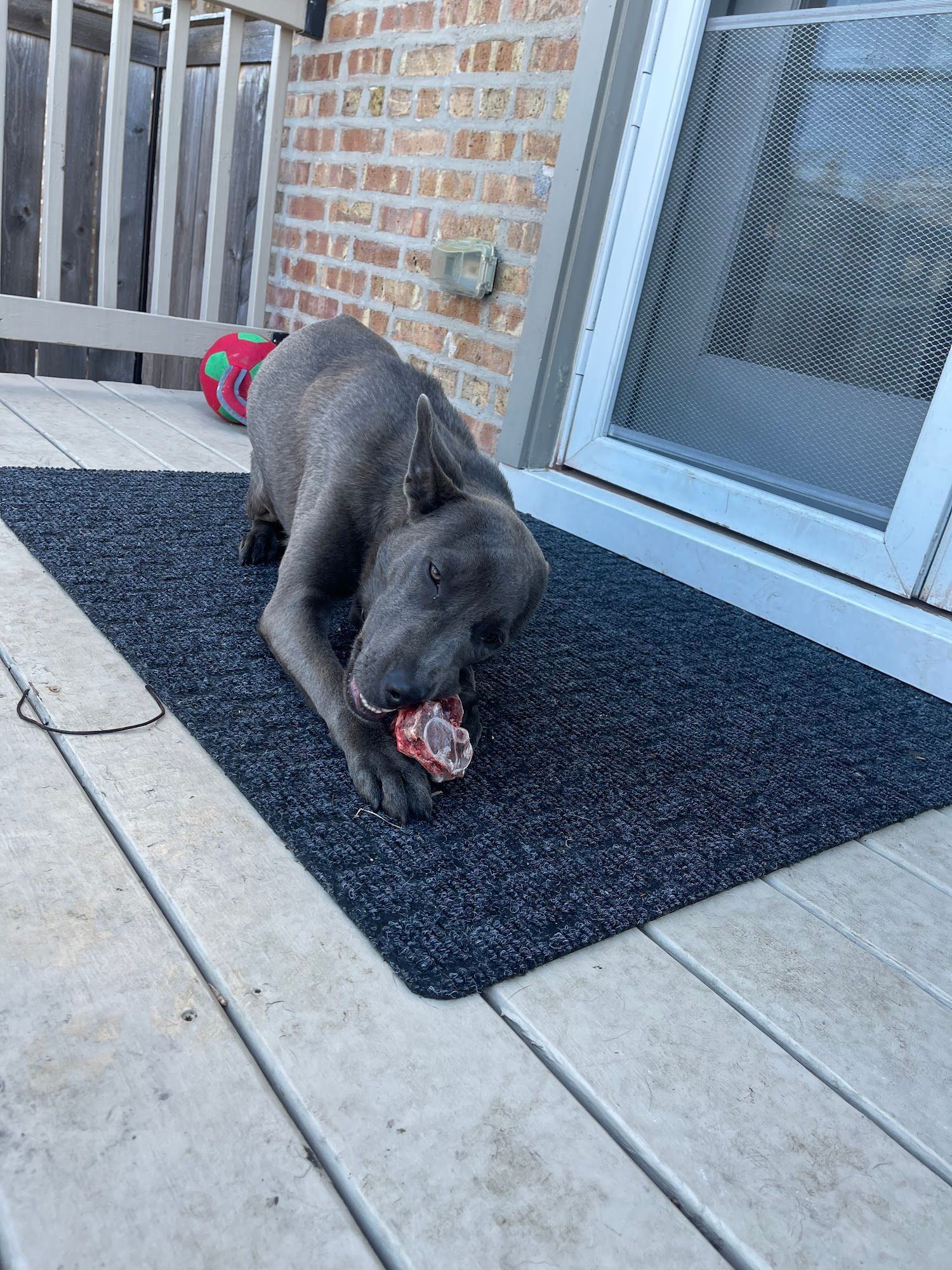 Dog chewing on a bone on a dark mat on a wooden deck.