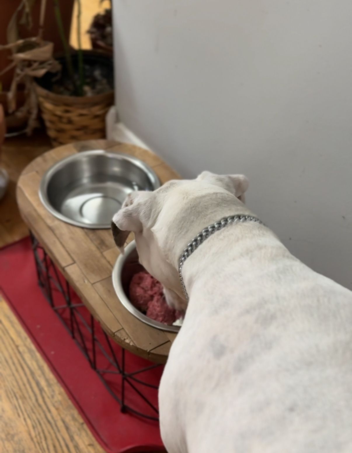 White dog eating from a stainless steel bowl set in a wooden feeder.