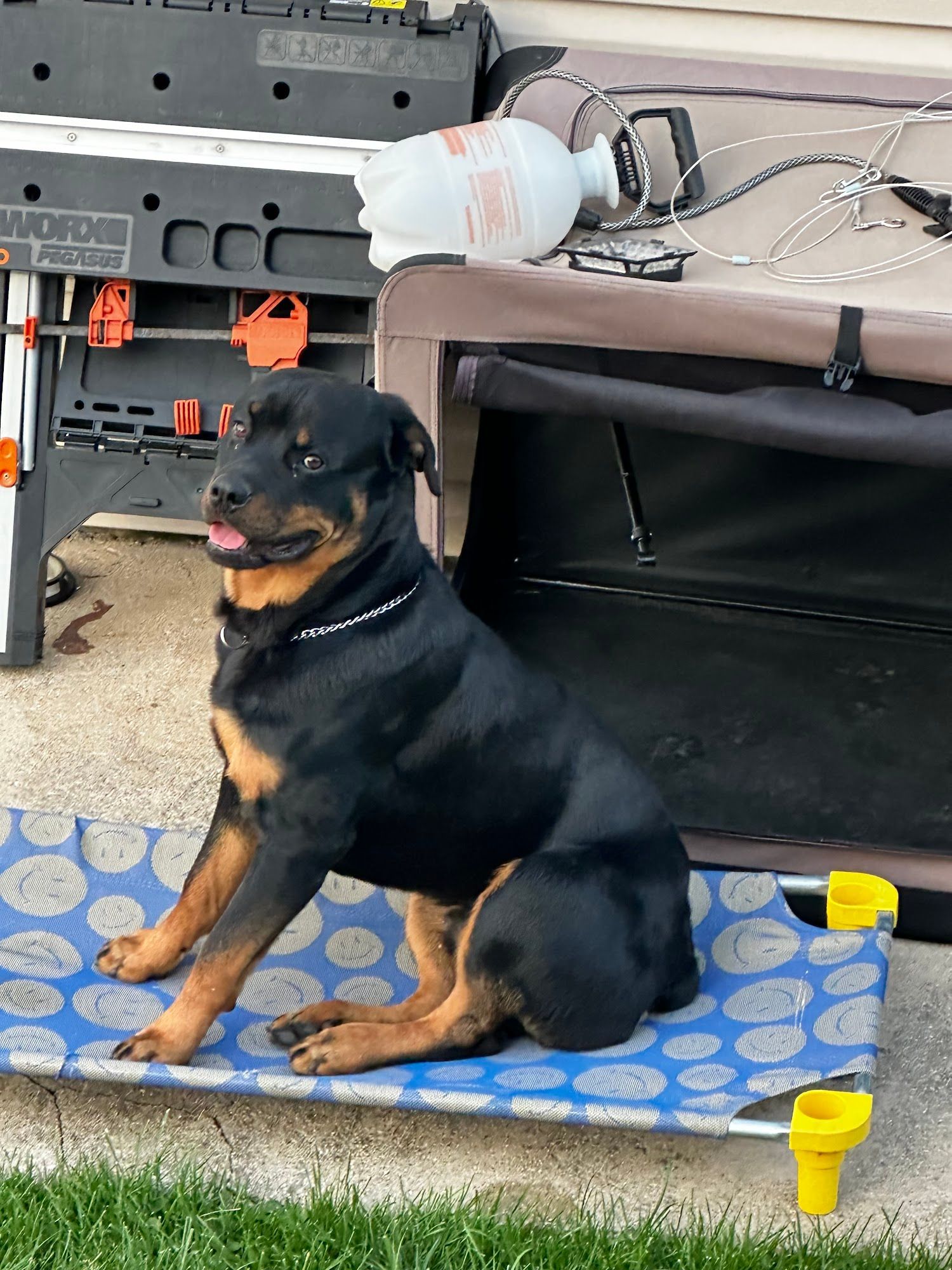 Rottweiler dog sits on a blue and white mat outside. It has a black coat and tan markings.
