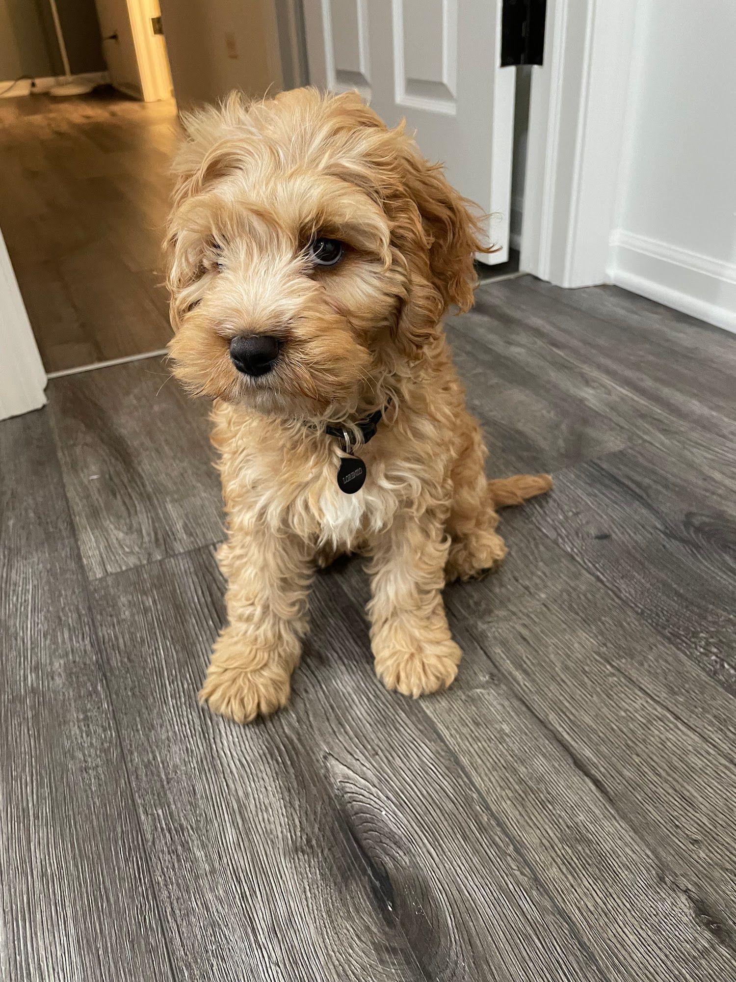 Golden-brown puppy sitting on gray wood floor, wearing a collar.