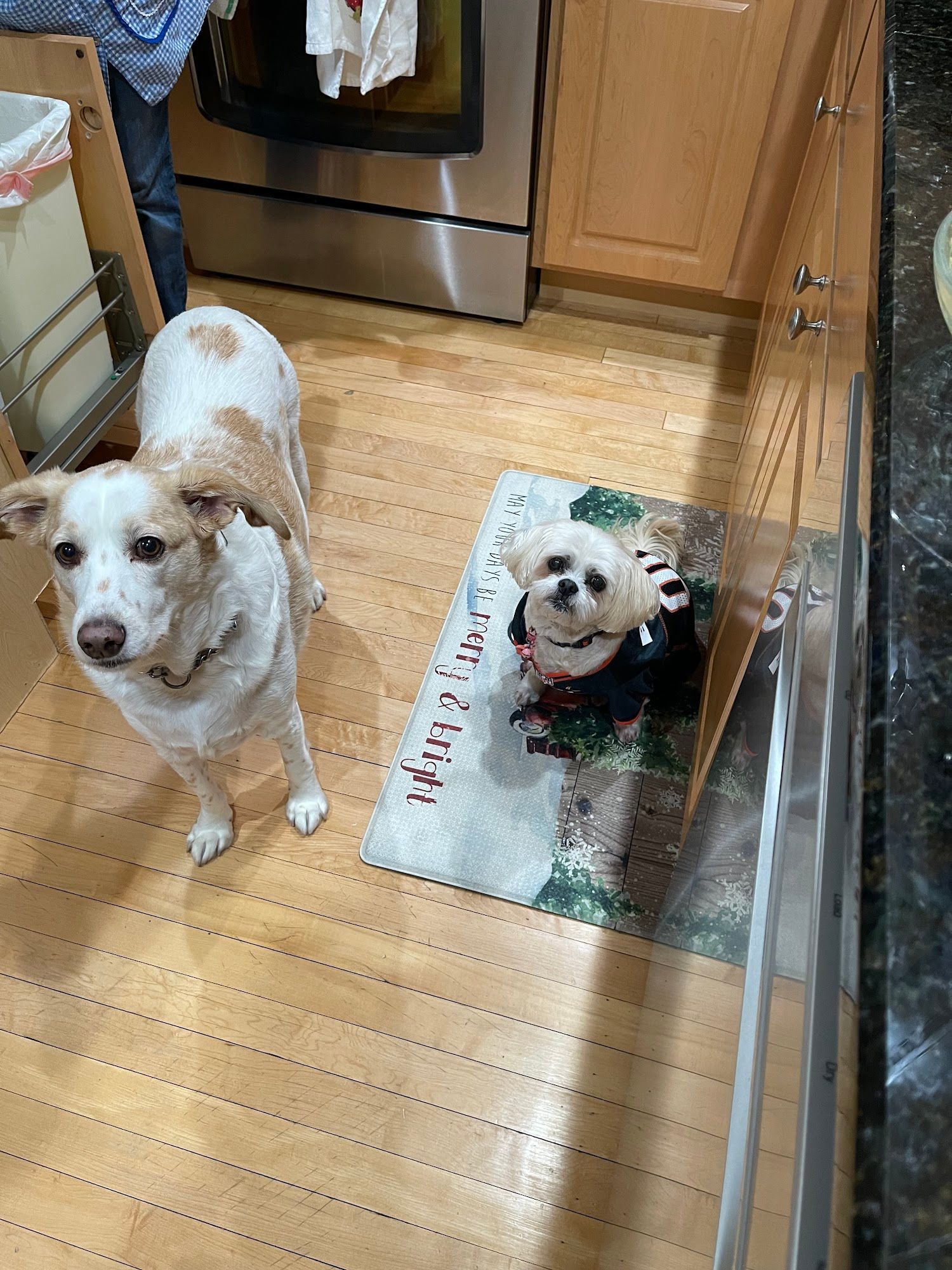Two dogs in a kitchen, one wearing a sweater on a festive mat, the other with spotted fur, looking up.