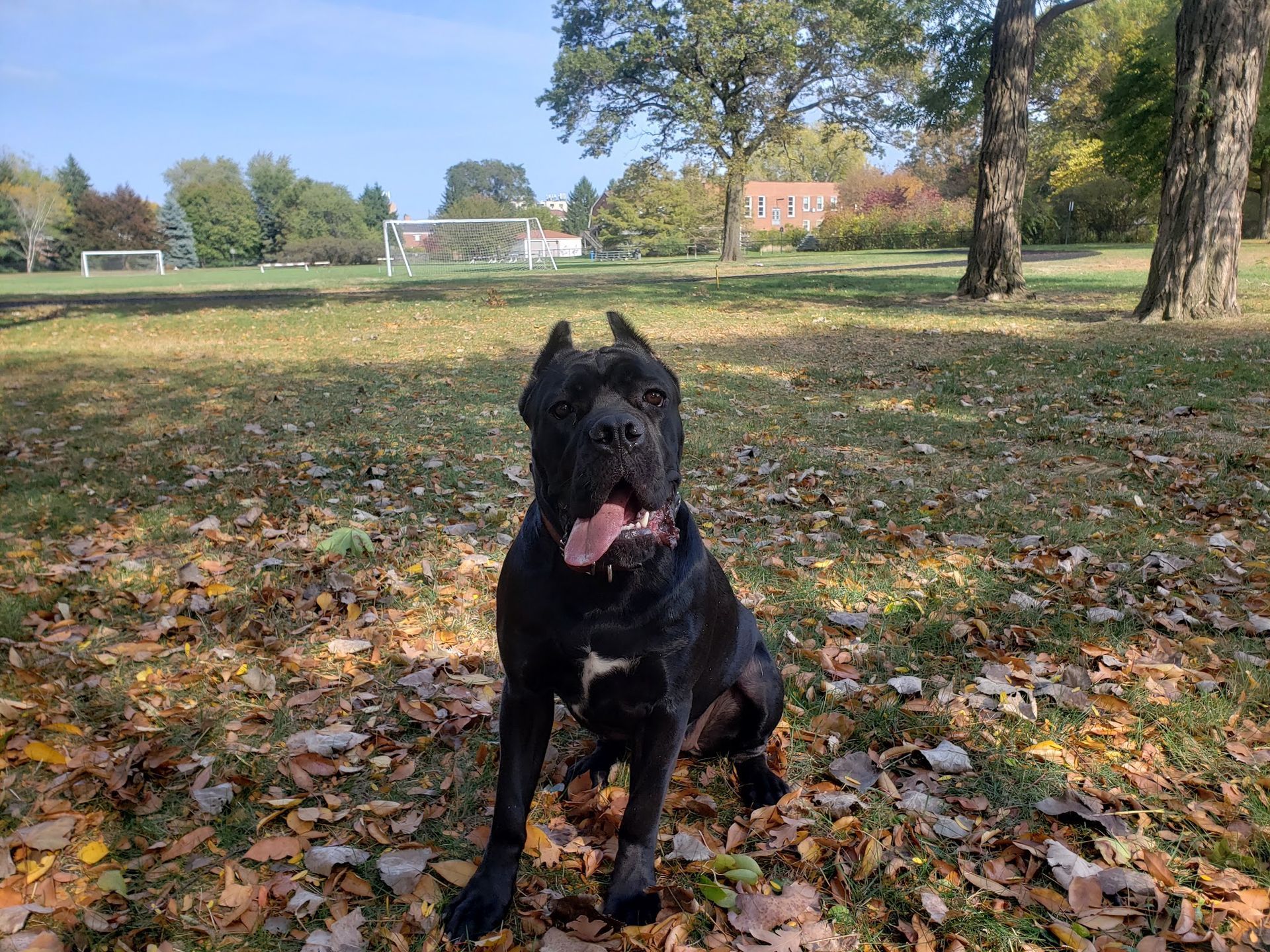Black dog with cropped ears sits panting on a bed of fallen leaves, park with trees in background.