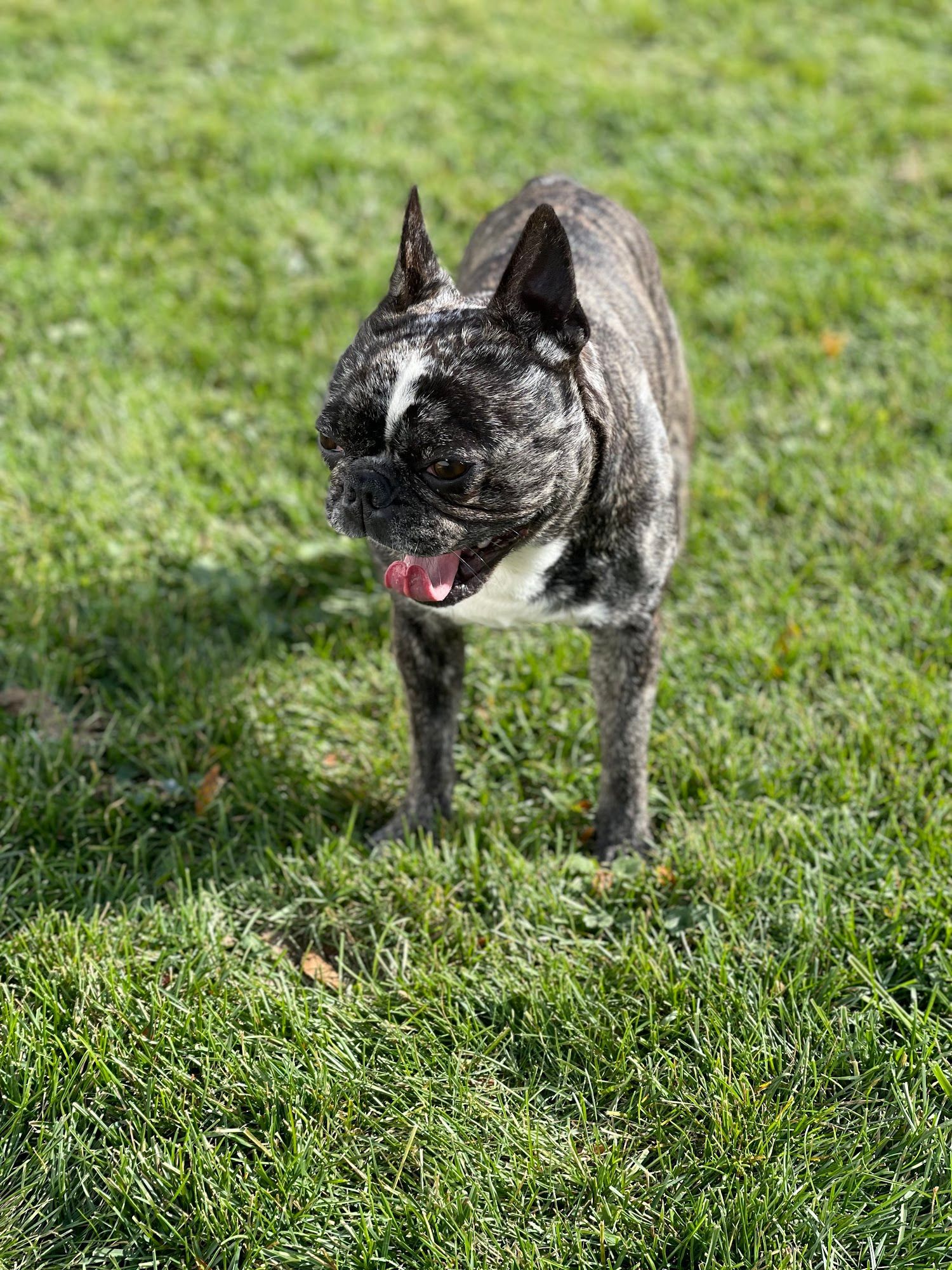 Brindle French Bulldog with mouth open, panting, standing in green grass.
