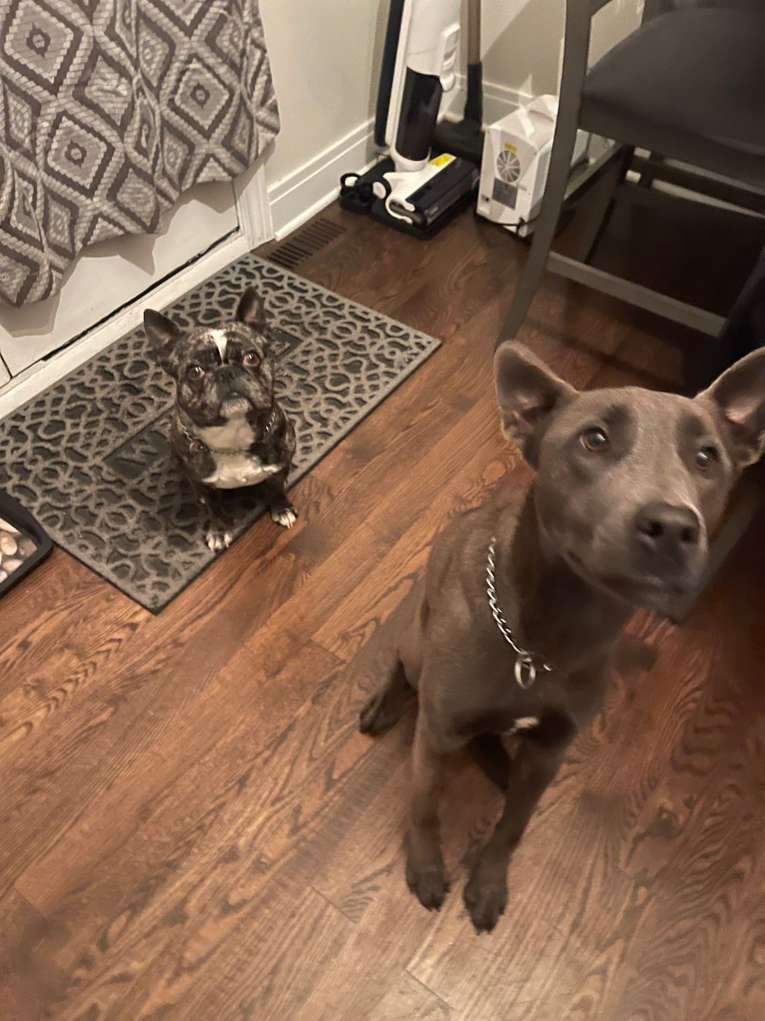 Two dogs looking up; one gray, one mottled; on wooden floor with a mat near a door.
