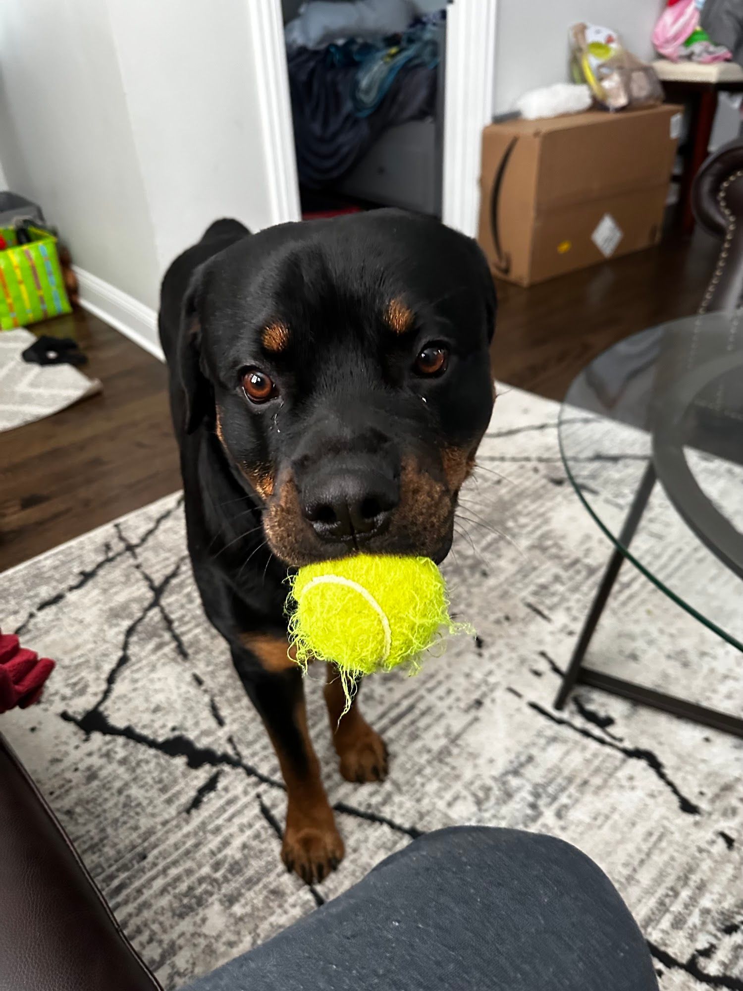 Rottweiler with a tennis ball in its mouth, standing on a patterned rug indoors.