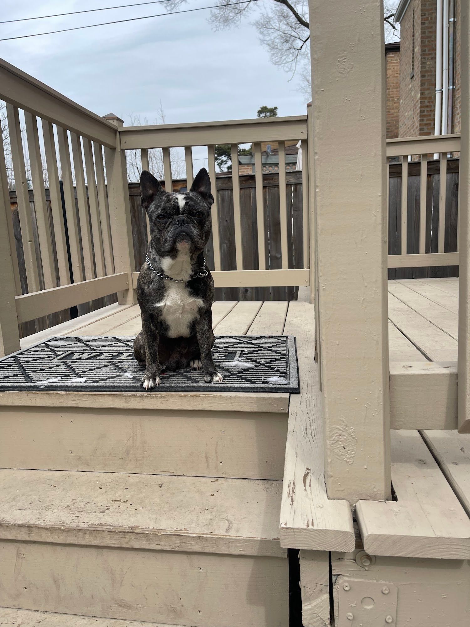 Dog sitting on porch steps, looking forward. Brindle coat, black and white. Wooden deck.