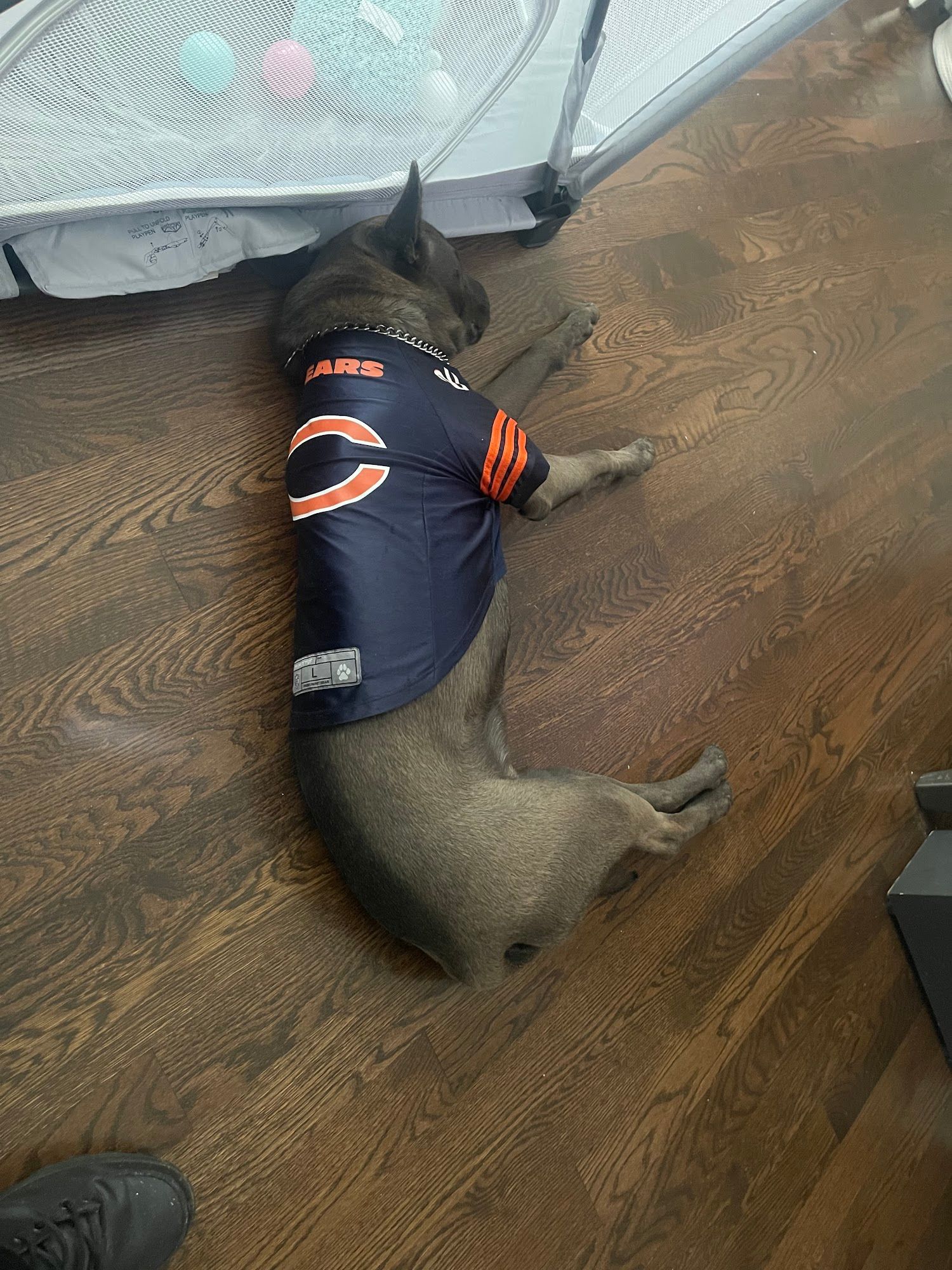 Dog wearing a Chicago Bears jersey, lying on a wooden floor near a baby playpen.