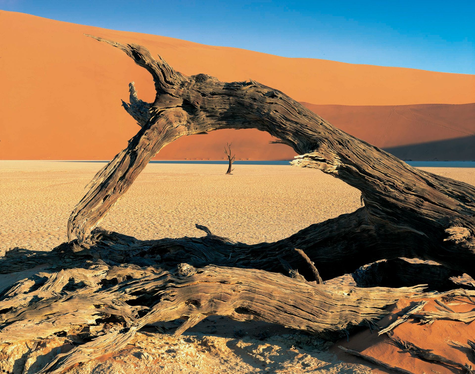 A tree trunk in the desert with a sand dune in the background