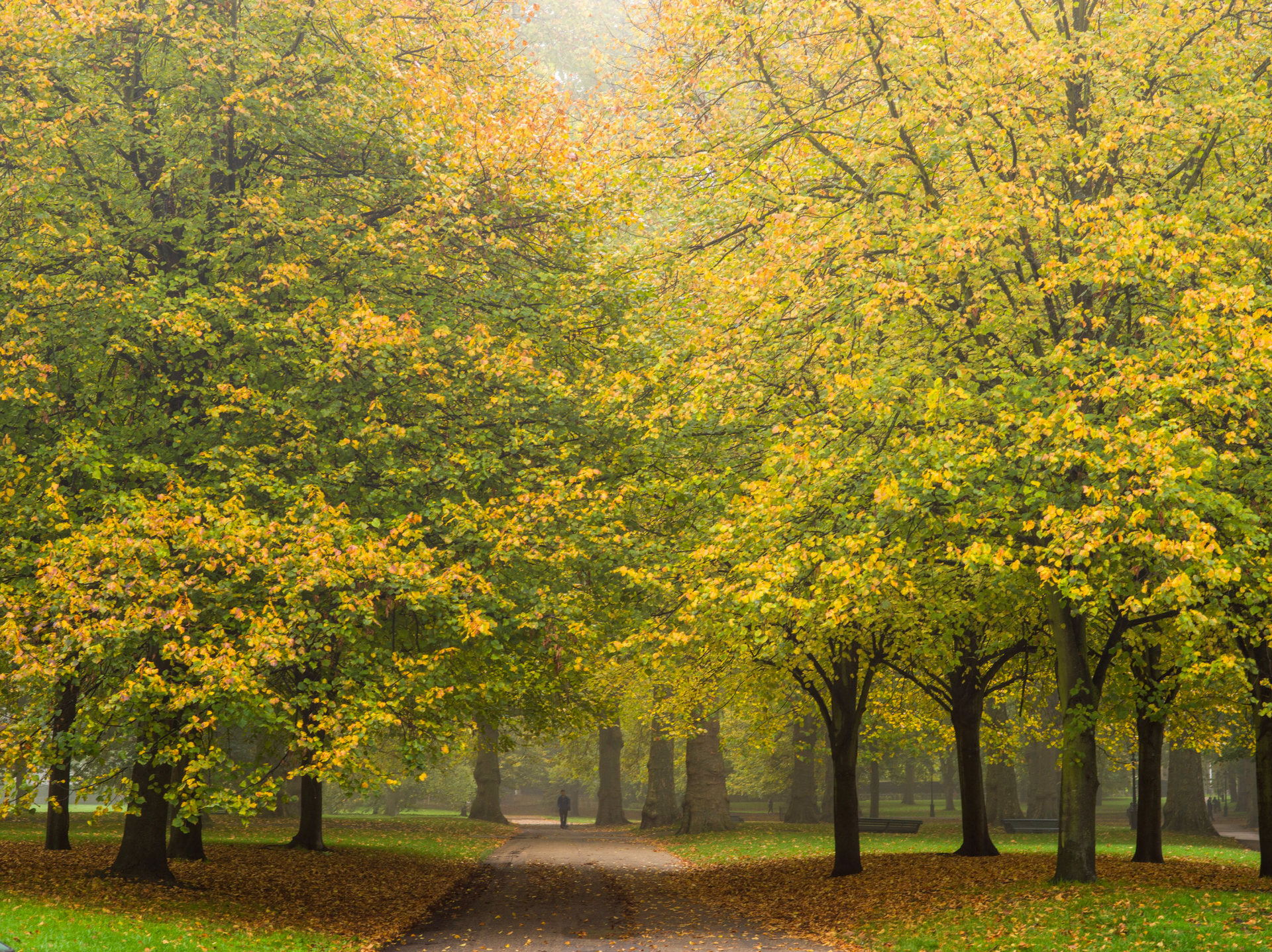 A path in a park lined with trees with yellow leaves
