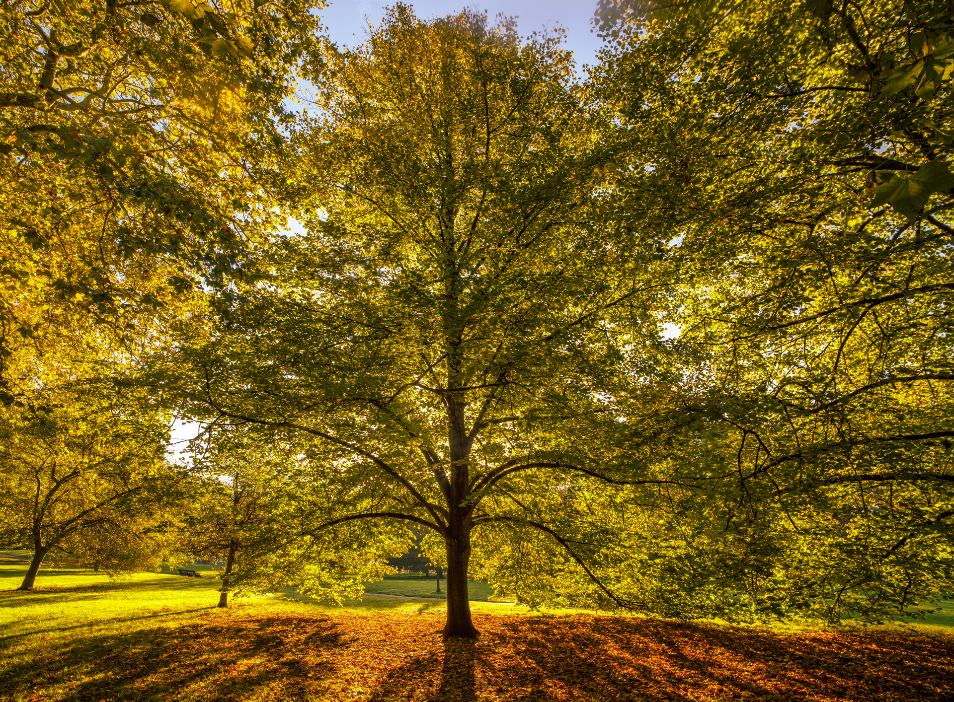 A tree in a park with a lot of leaves on the ground