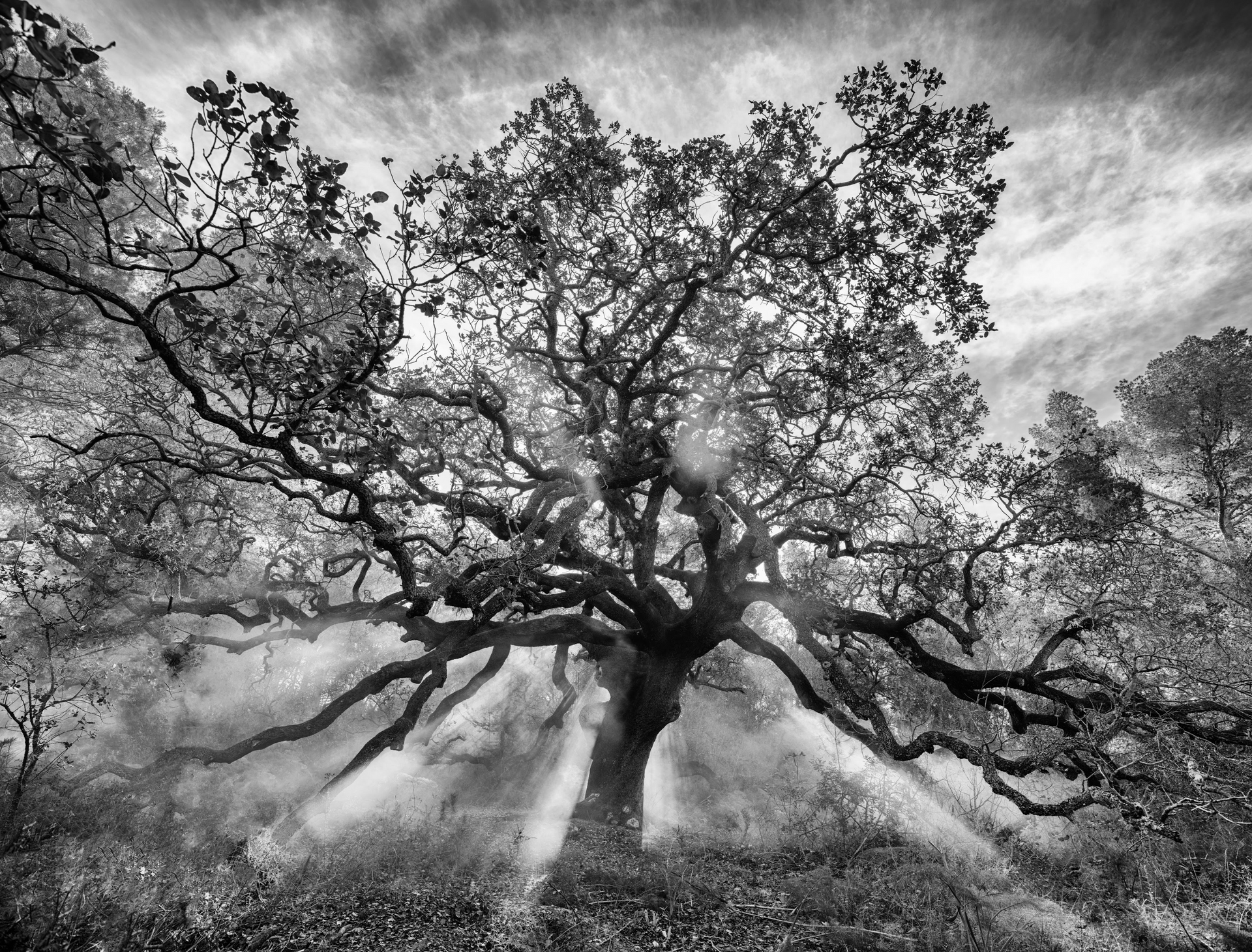 A black and white photo of a tree with the sun shining through the branches