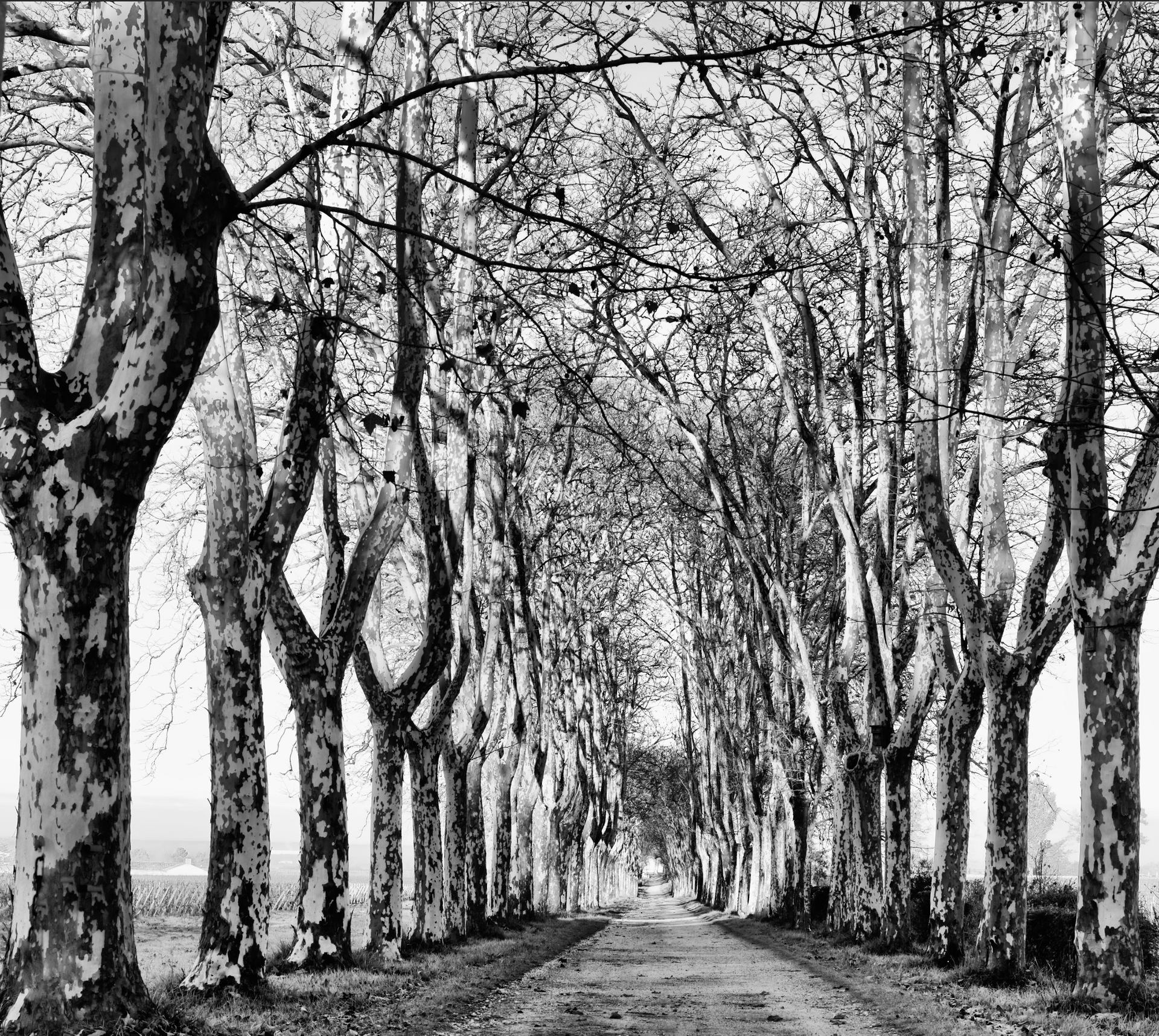A black and white photo of a tree lined road.