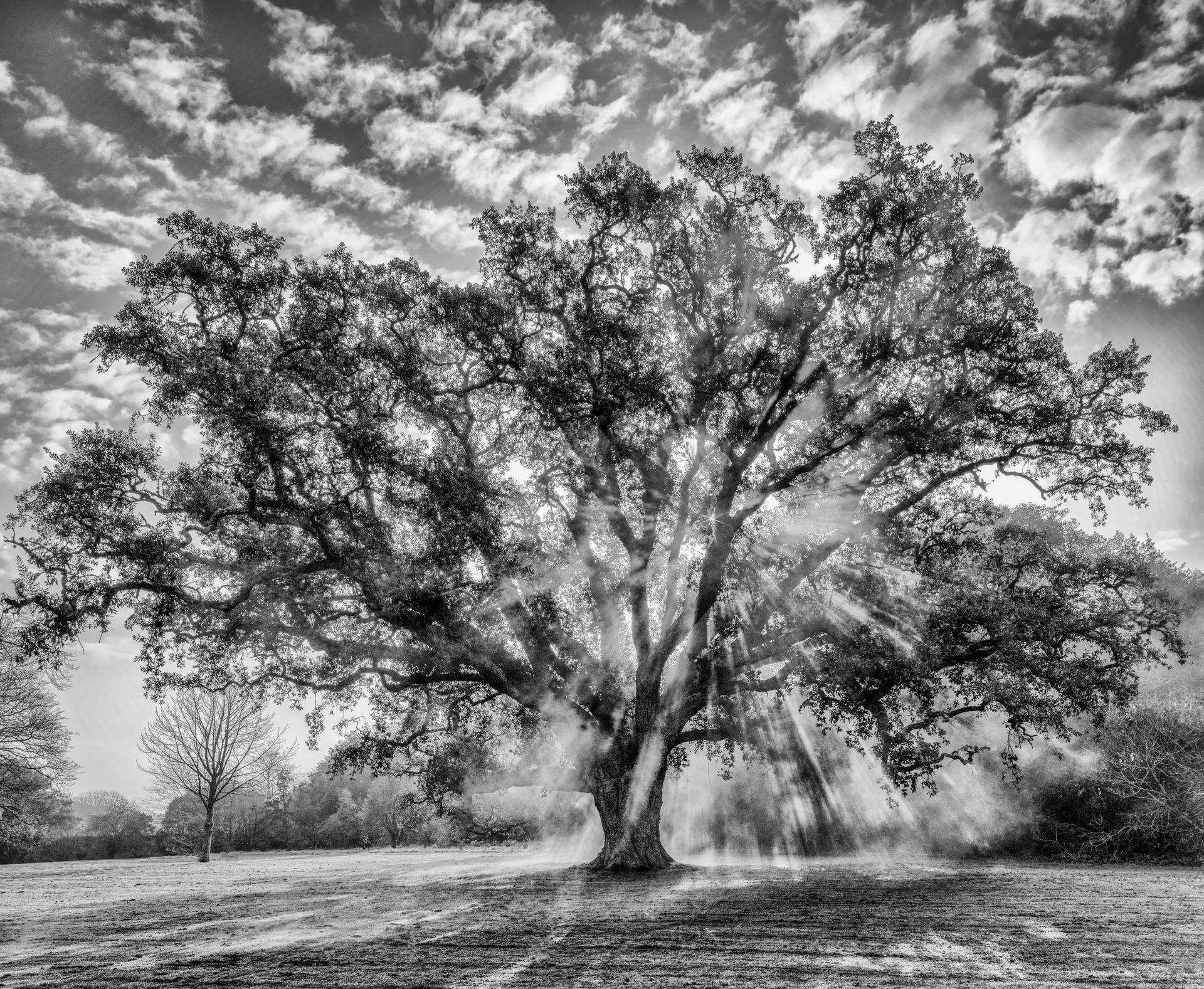 A black and white photo of a tree in a field with the sun shining through the branches.