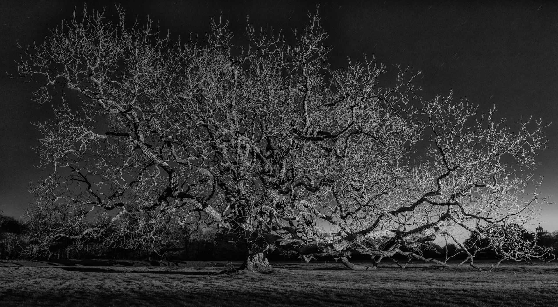 A black and white photo of a cherry blossom tree in a field.