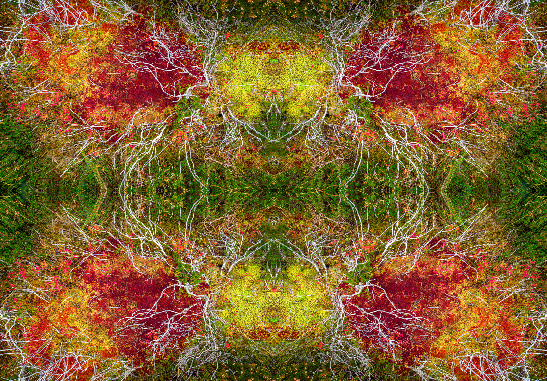 It looks like a kaleidoscope of leaves and flowers.