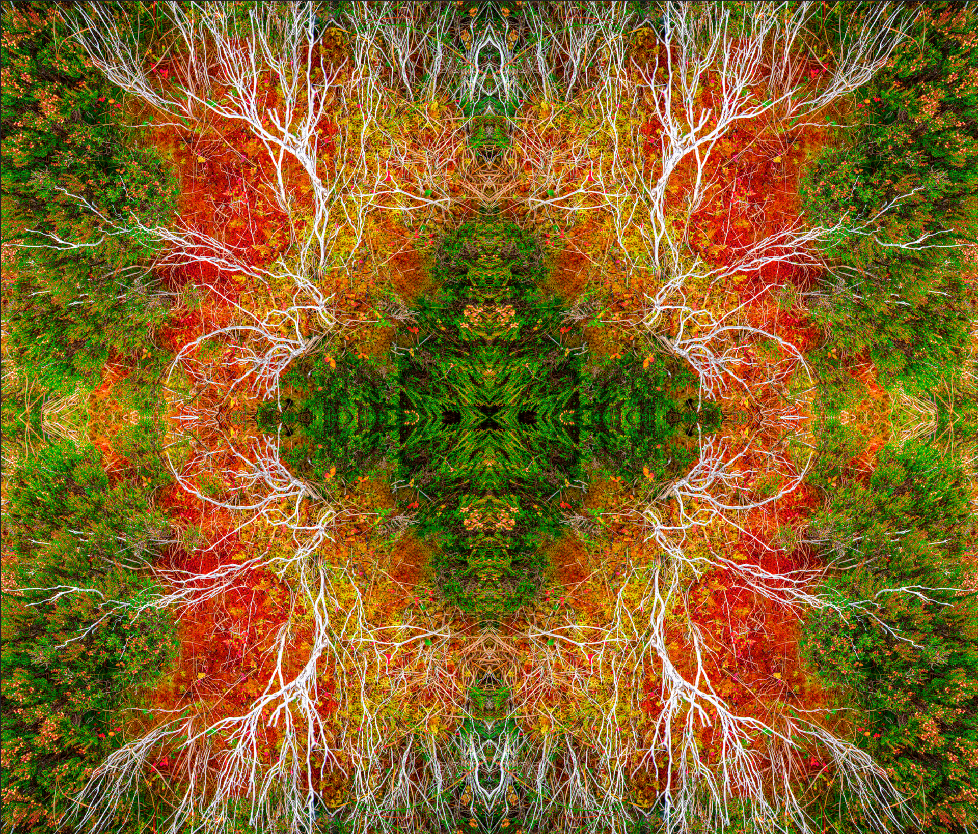 A kaleidoscope of trees with red , green and yellow leaves