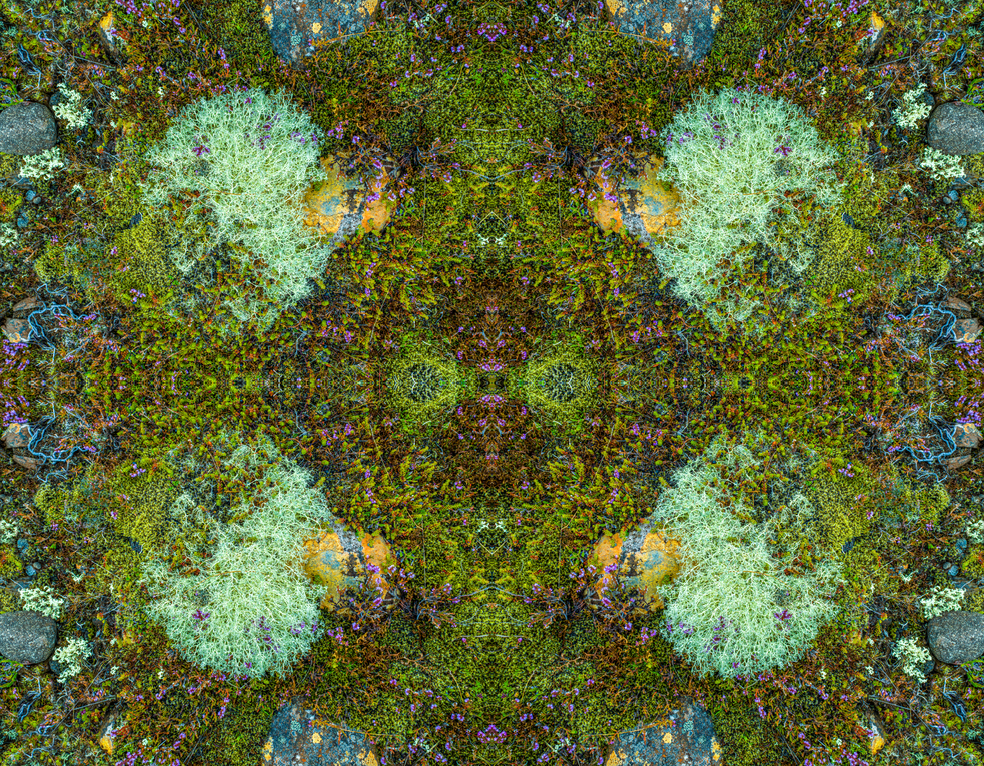 A kaleidoscope of green and brown plants and rocks