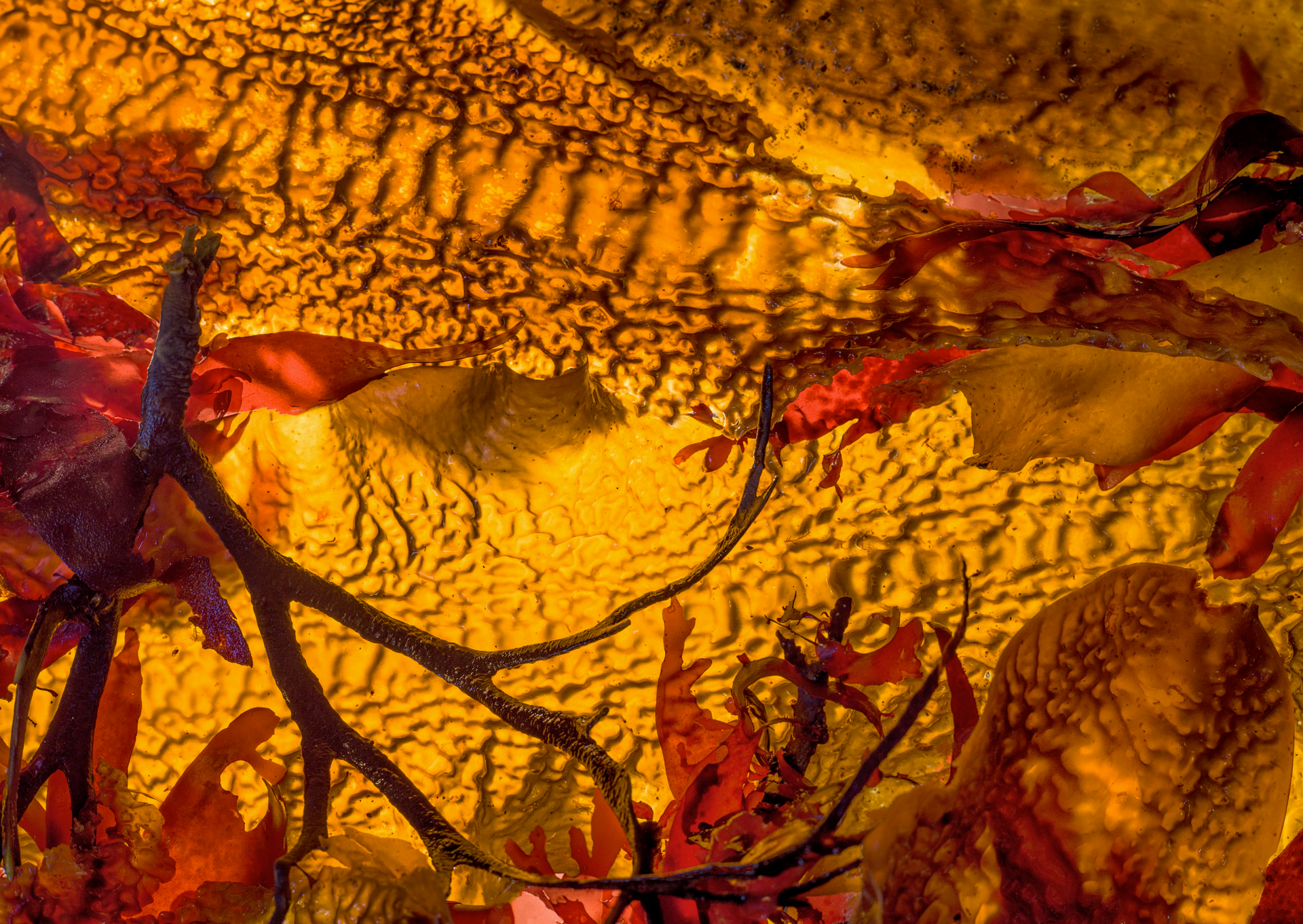 A close up of a leaf with a yellow background