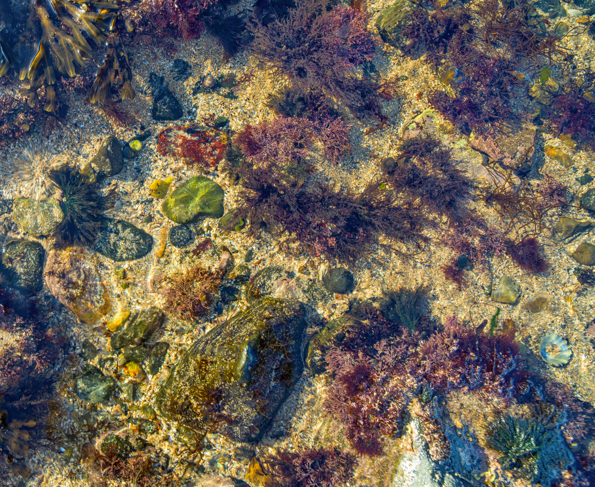 A coral reef with seaweed and rocks in the water