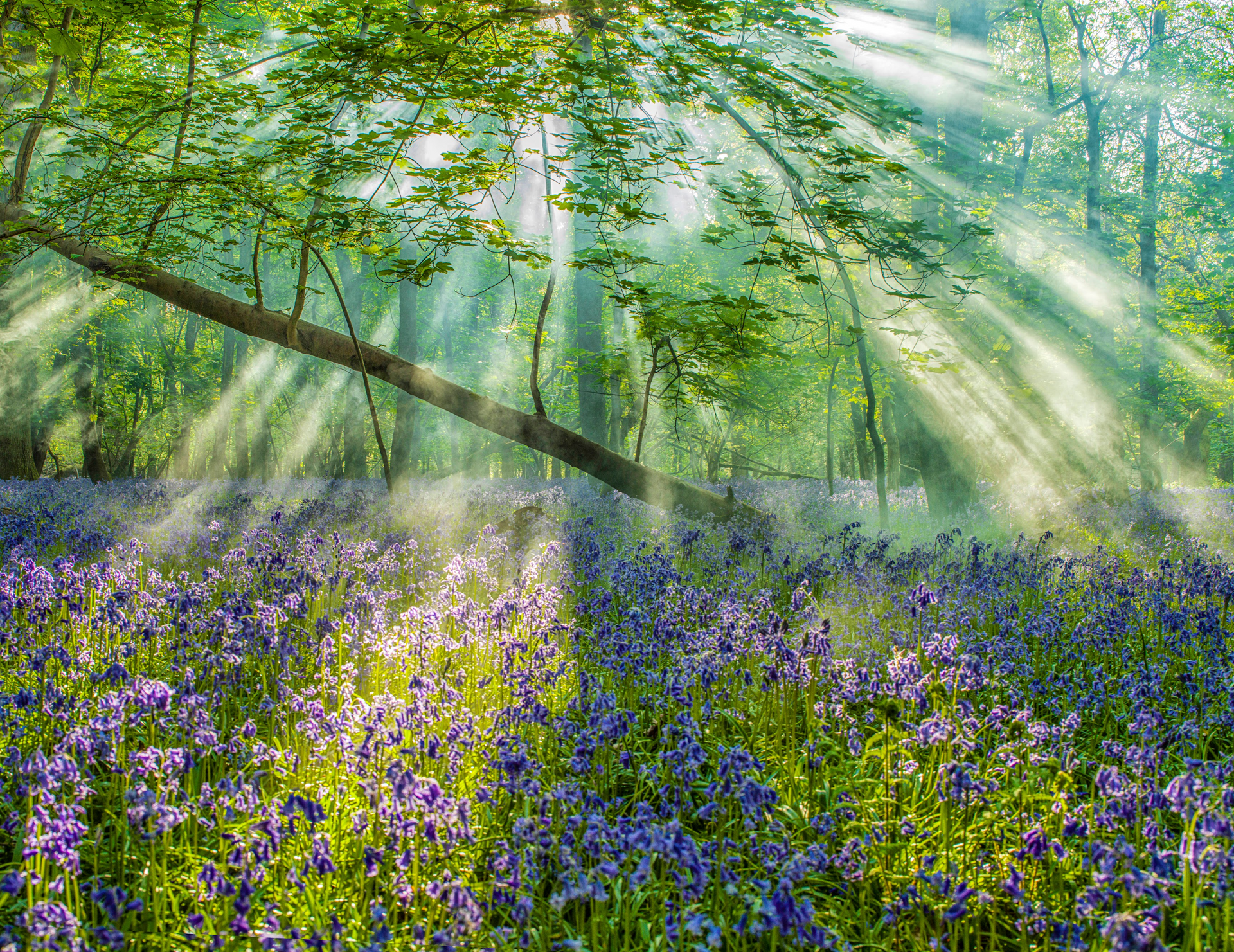 The sun is shining through the trees in a field of bluebells.