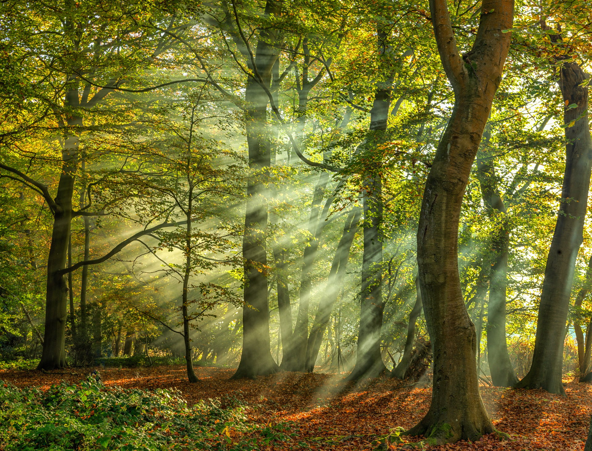 The sun is shining through the trees in the forest