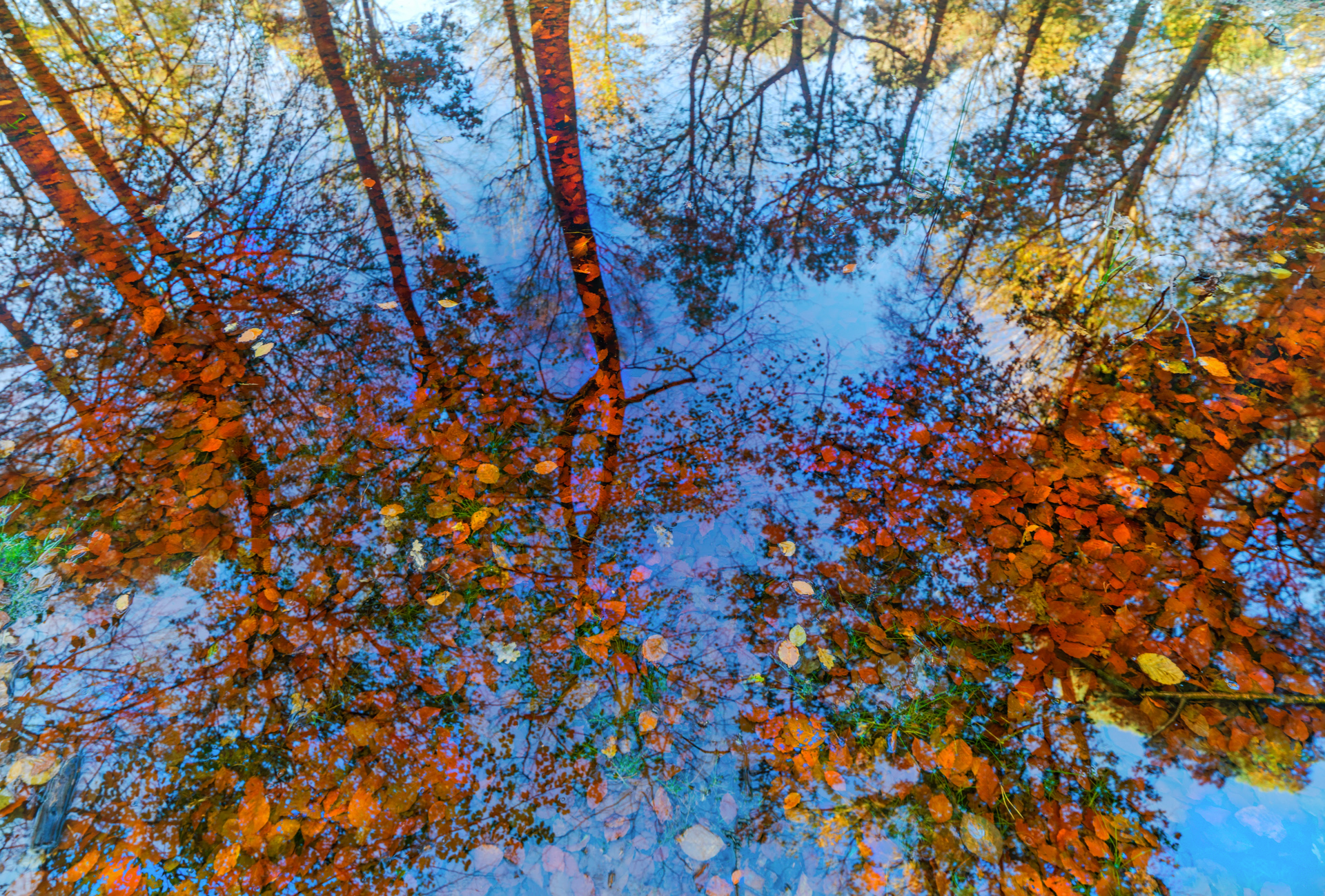 A puddle of water with trees reflected in it