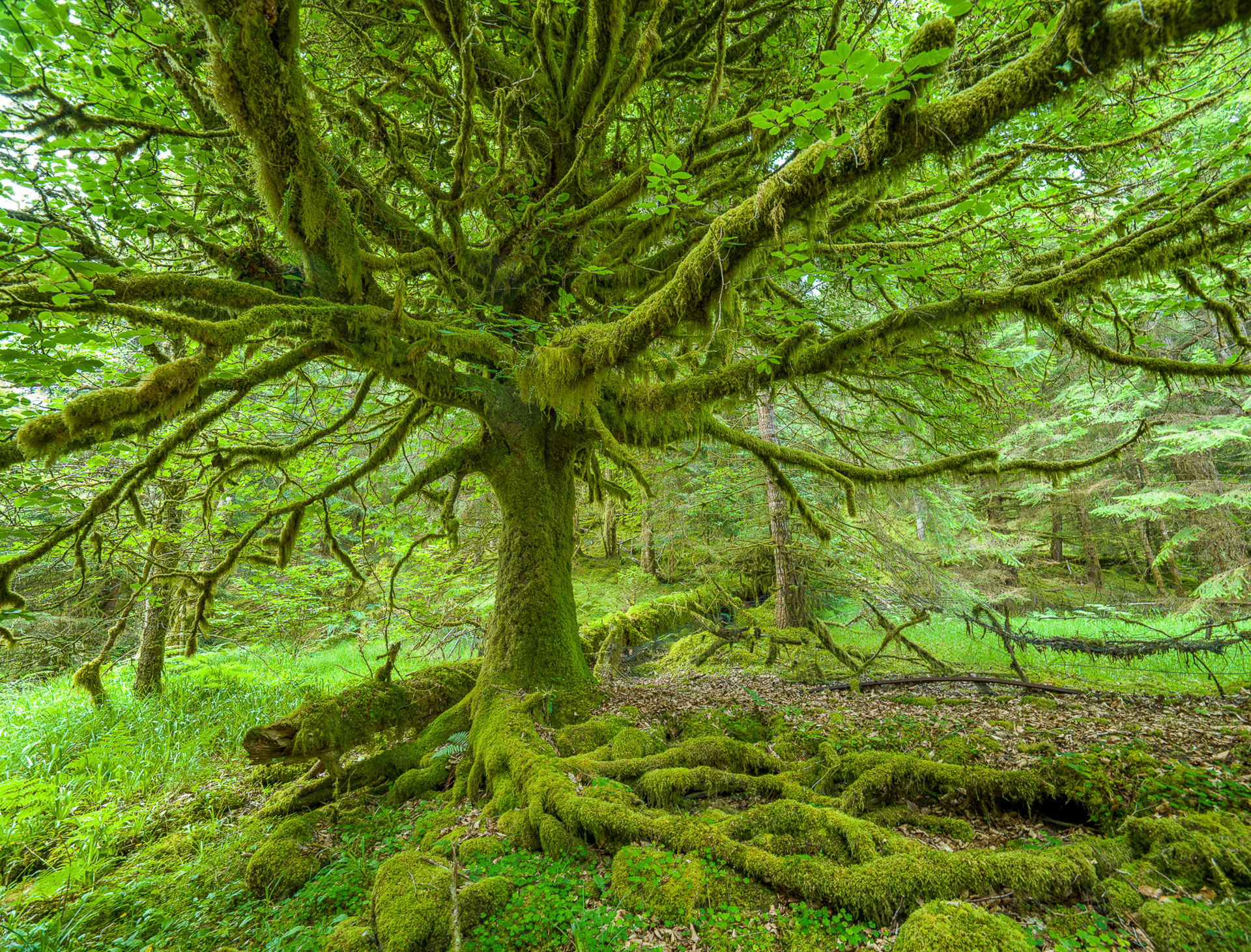 A tree with moss on the branches and roots in a forest.