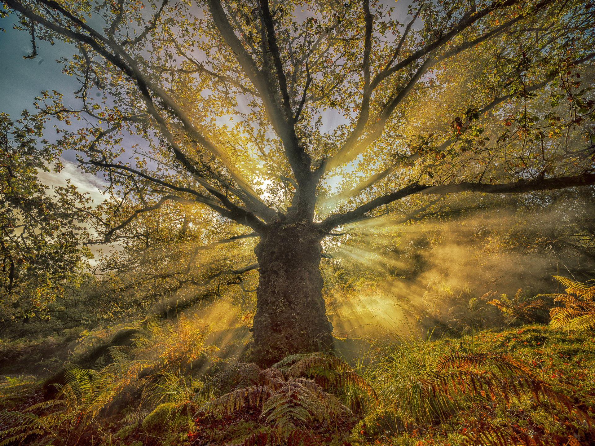 The sun is shining through the branches of a tree.