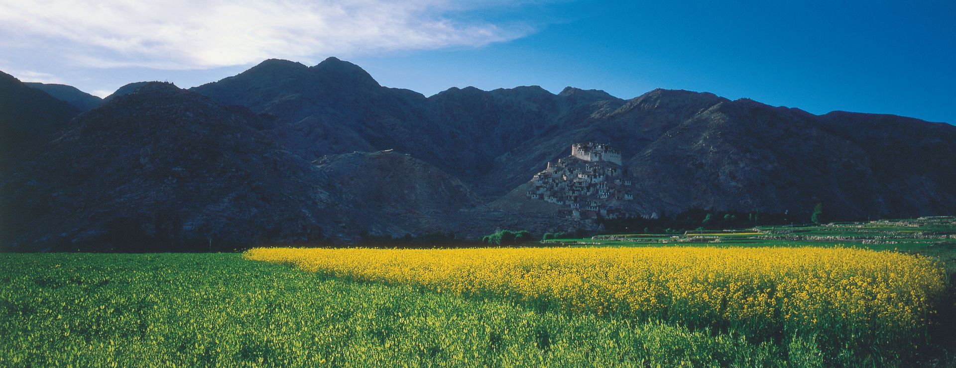 A field of yellow flowers with mountains in the background