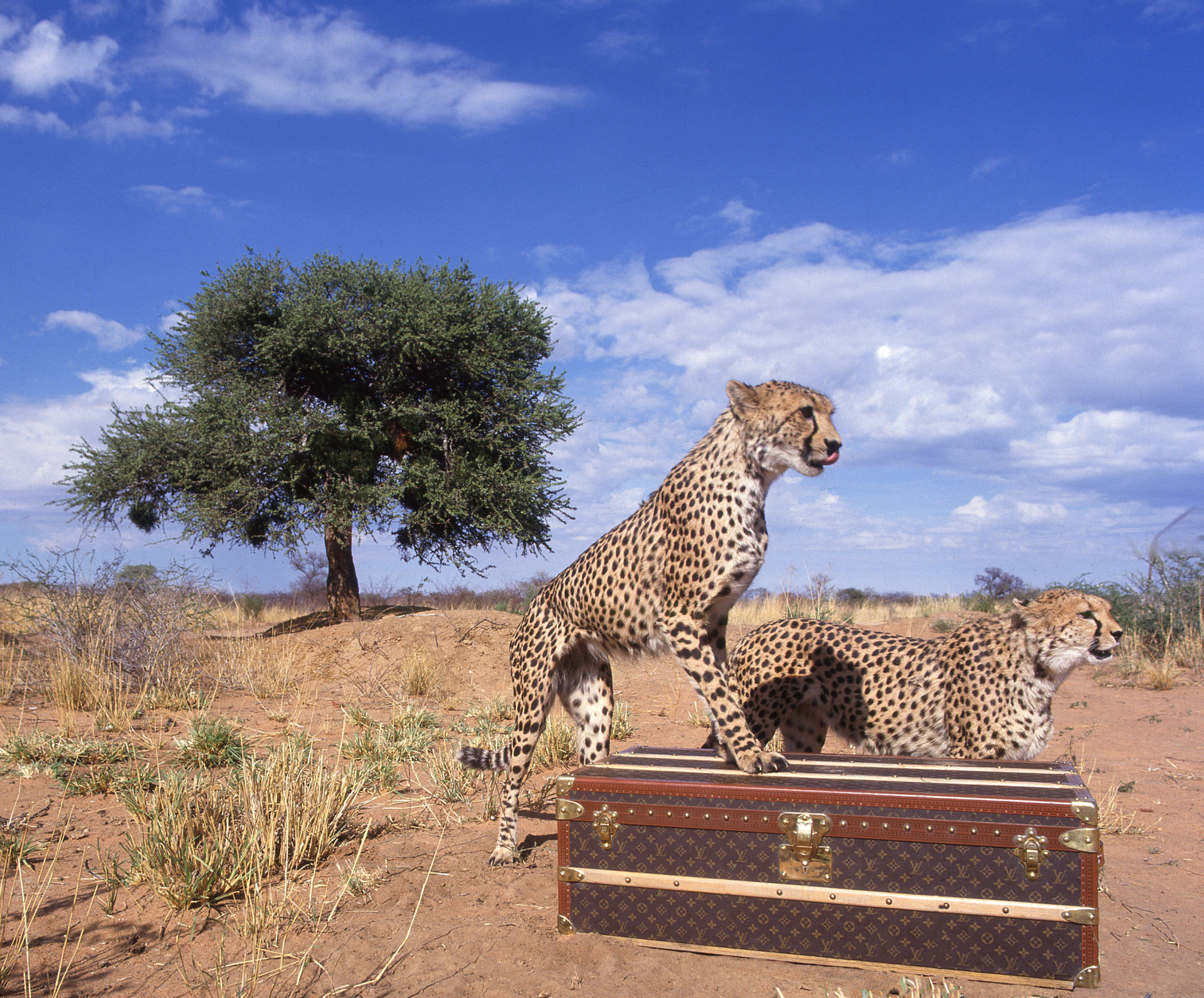 Two cheetahs standing on top of a trunk in the desert