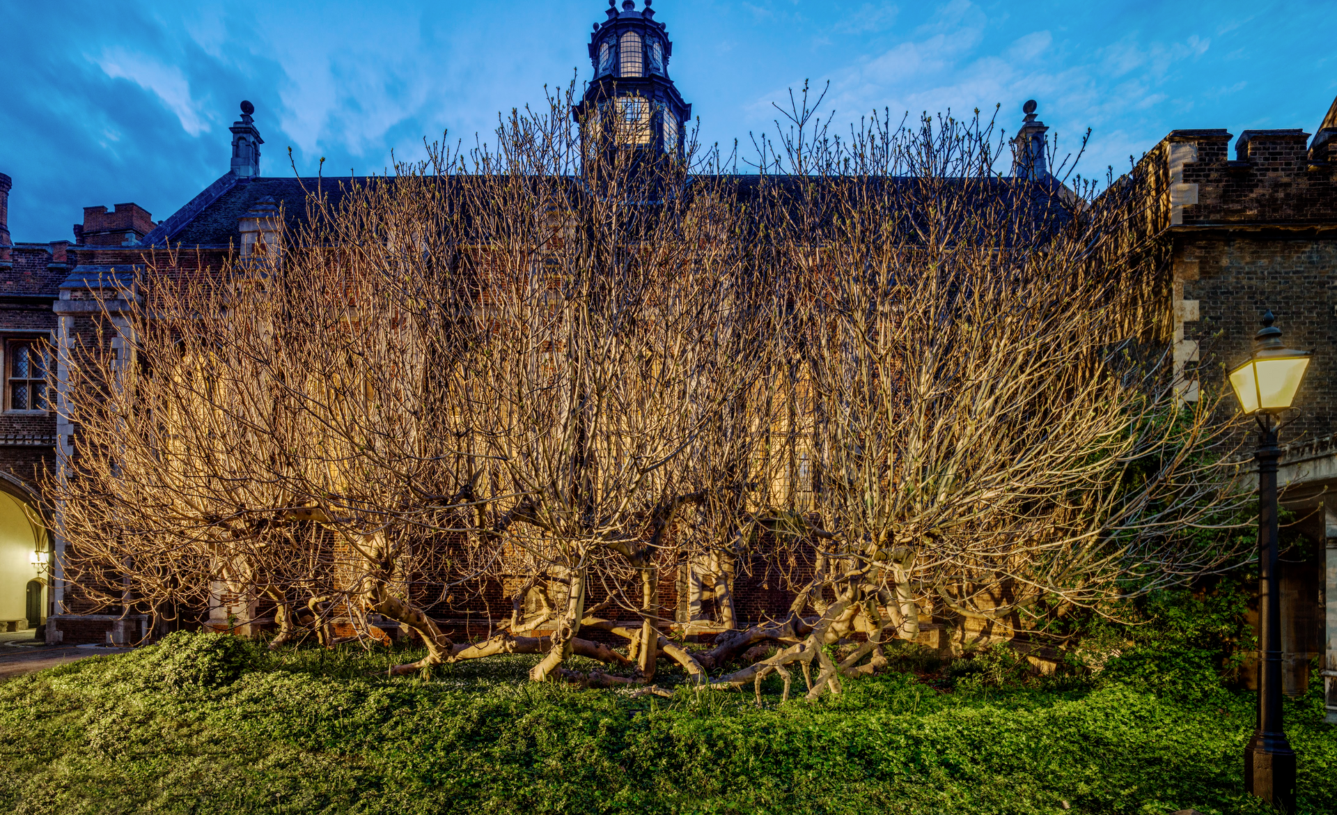 A large tree is in front of a building at night.