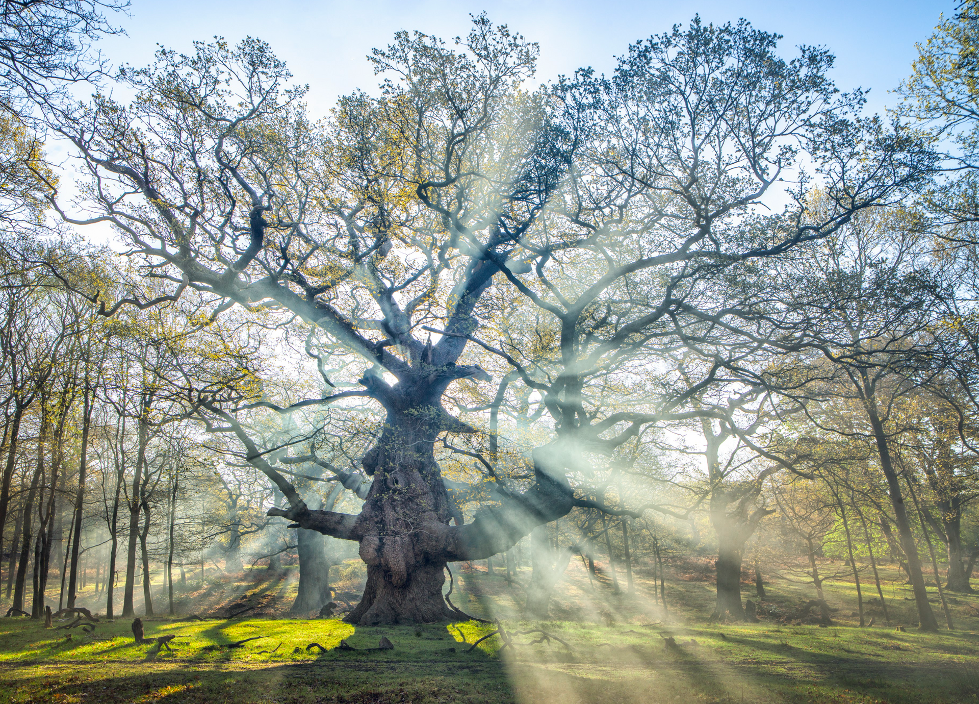 The sun is shining through the branches of a tree in a forest.