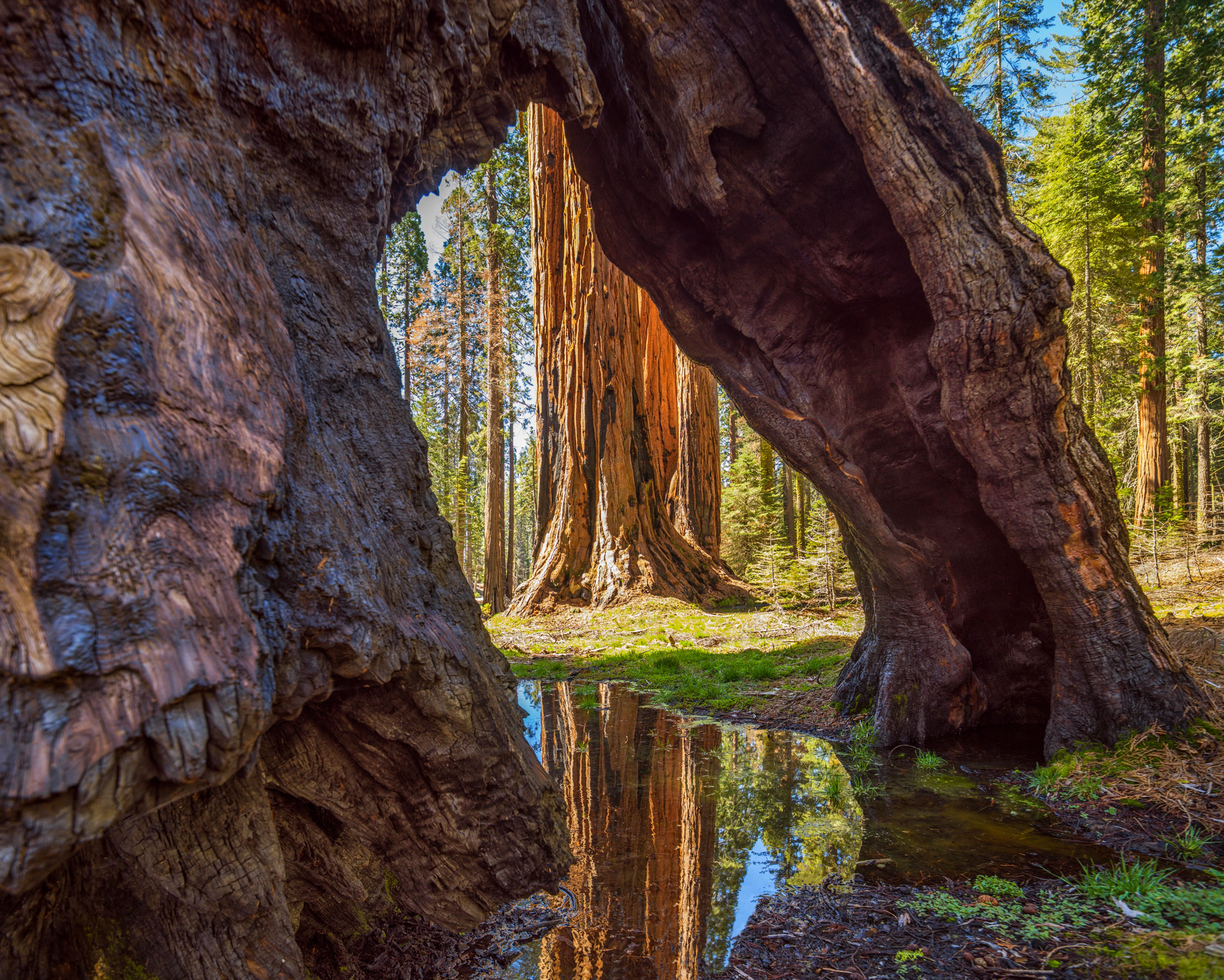 A large tree with a hole in it in the middle of a forest.