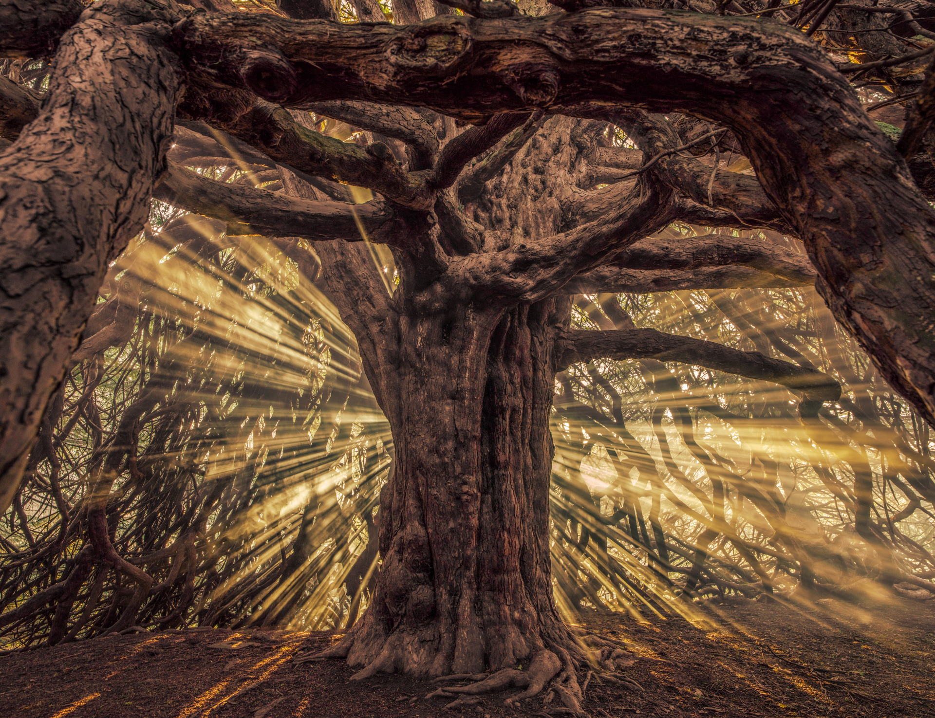 The sun is shining through the branches of a tree