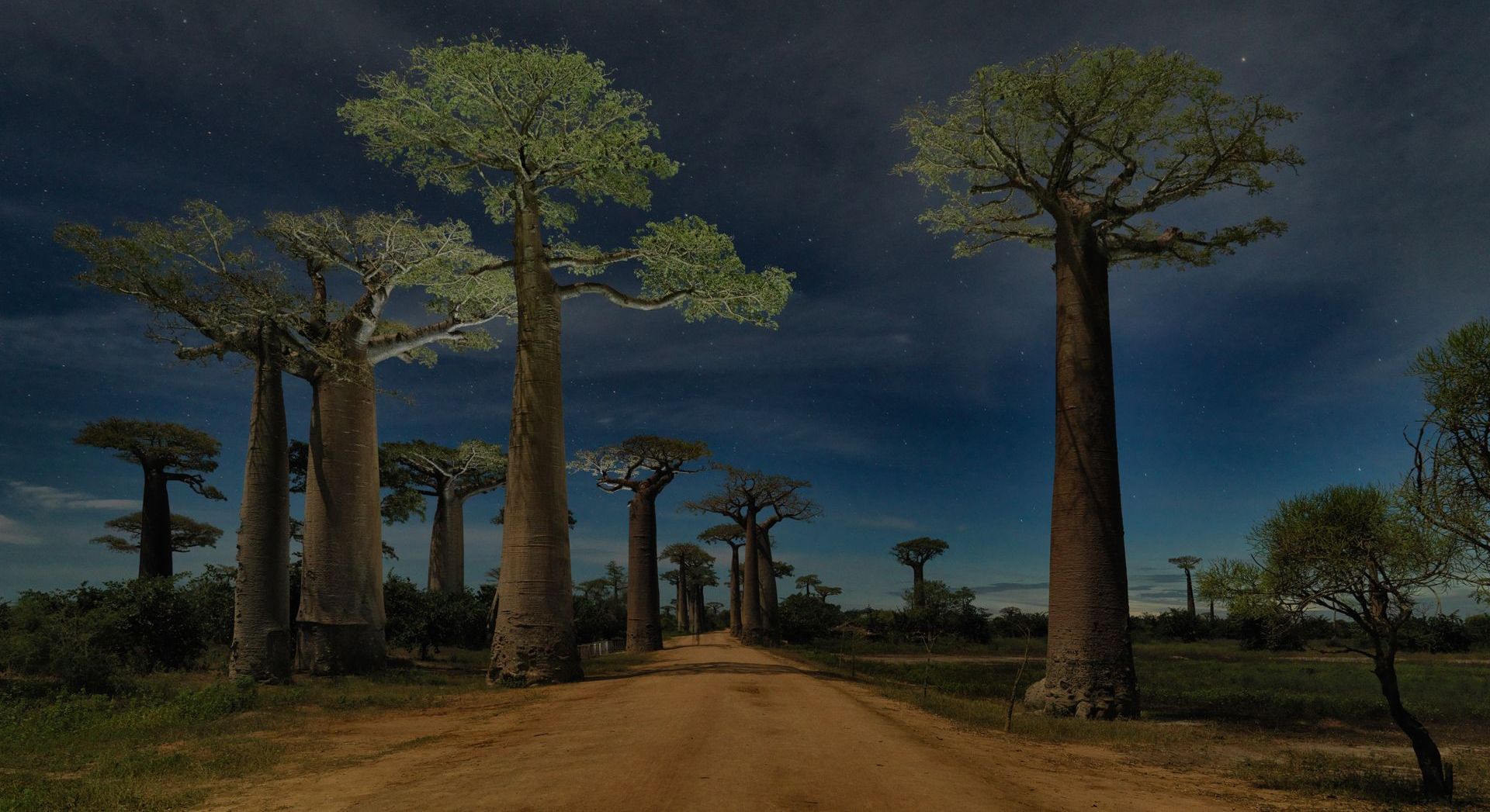 A dirt road lined with baobab trees at night.