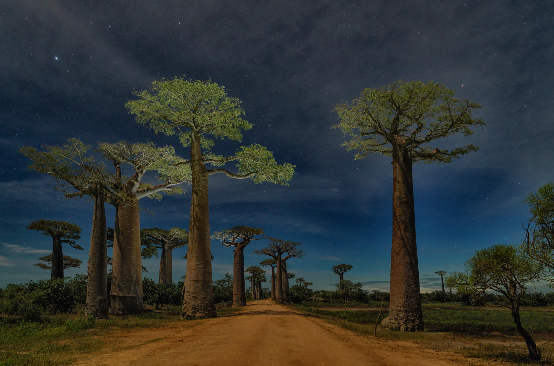 A dirt road lined with baobab trees at night.