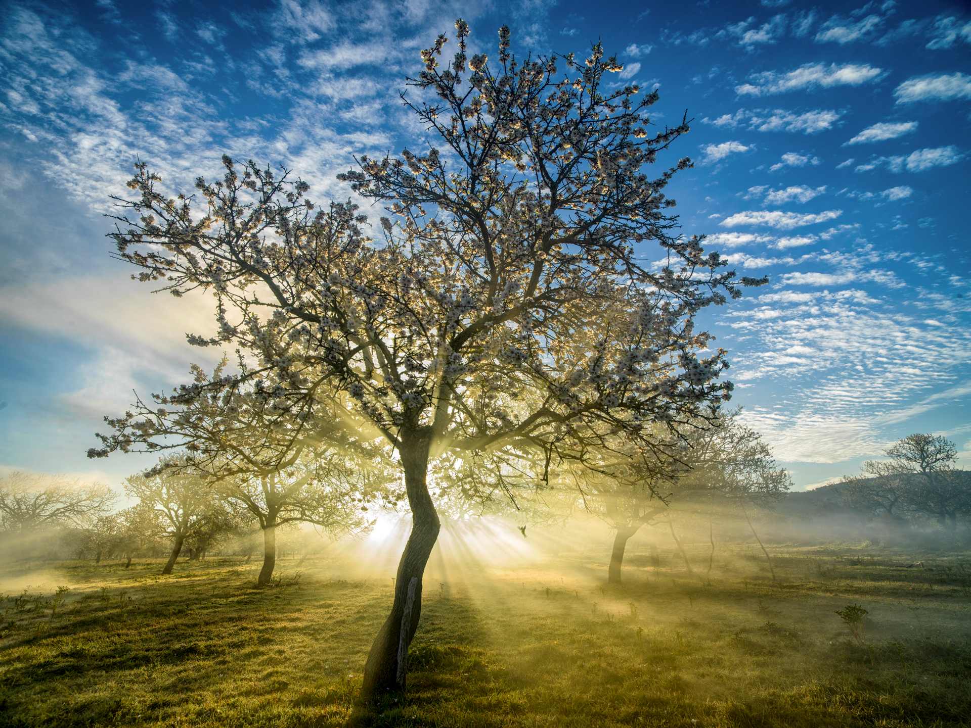 The sun is shining through the trees in the fog