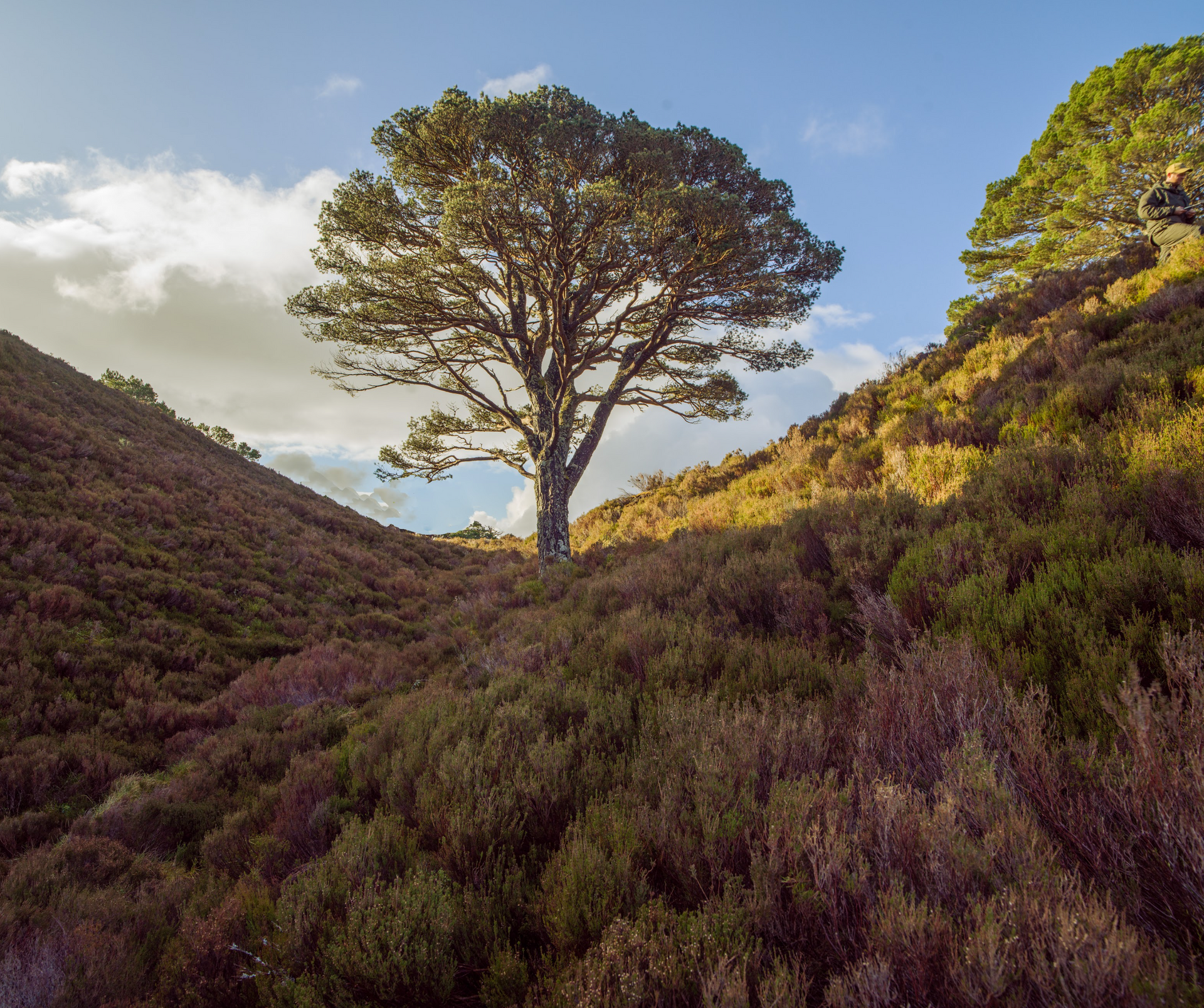 A tree stands in the middle of a lush green hillside